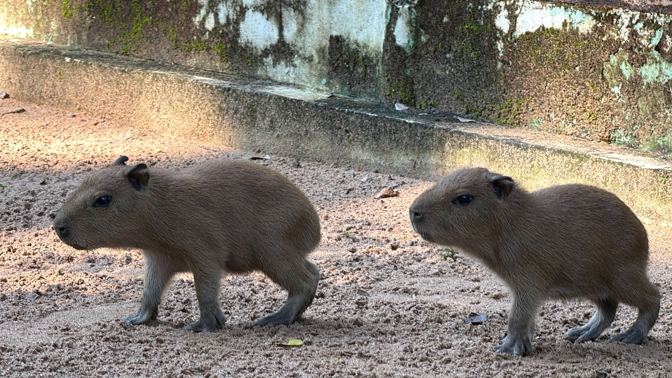 Thảo Cầm Viên đón 3 capybara con, mới sinh đã có răng, vài giờ sau biết đi- Ảnh 6.