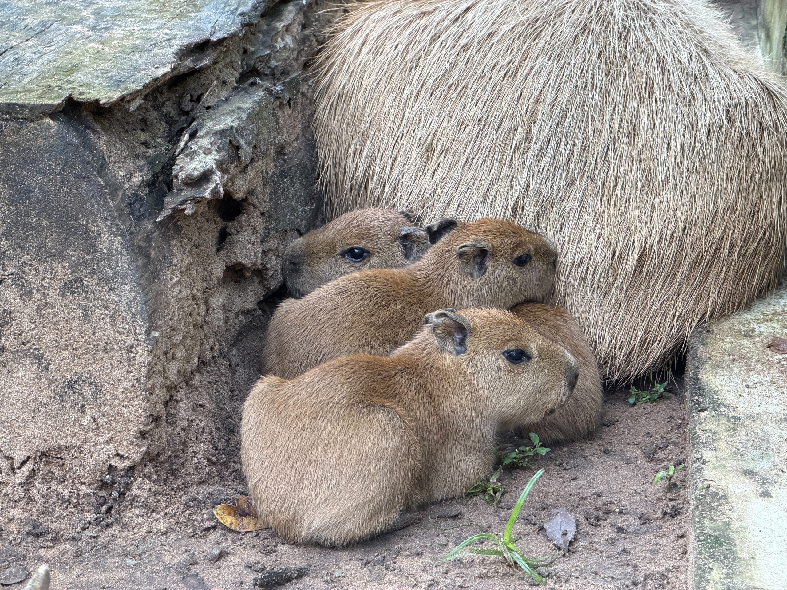 Thảo Cầm Viên đón 3 capybara con, mới sinh đã có răng, vài giờ sau biết đi- Ảnh 3.