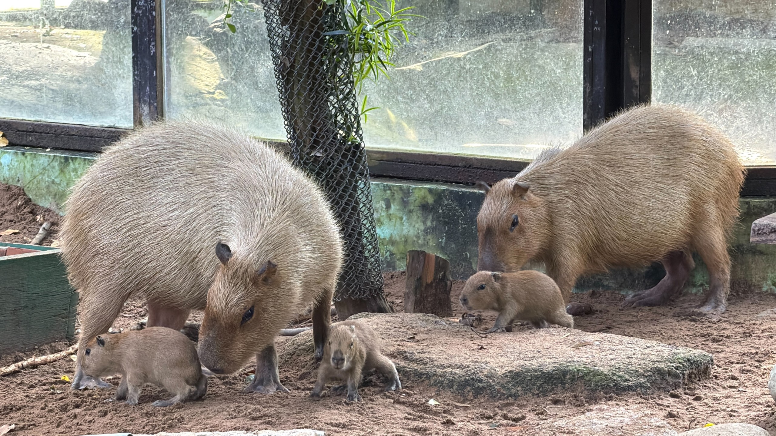 Thảo Cầm Viên đón 3 capybara con, mới sinh đã có răng, vài giờ sau biết đi- Ảnh 5.
