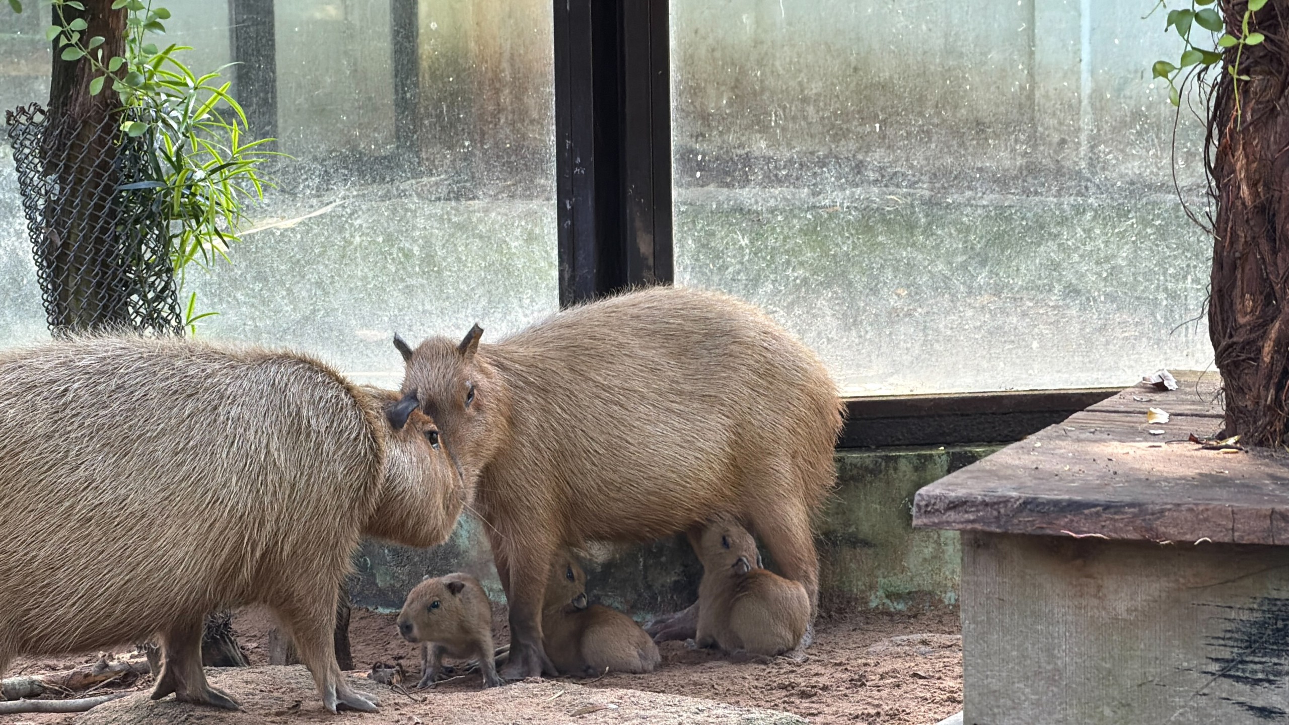 Thảo Cầm Viên đón 3 capybara con, mới sinh đã có răng, vài giờ sau biết đi- Ảnh 1.
