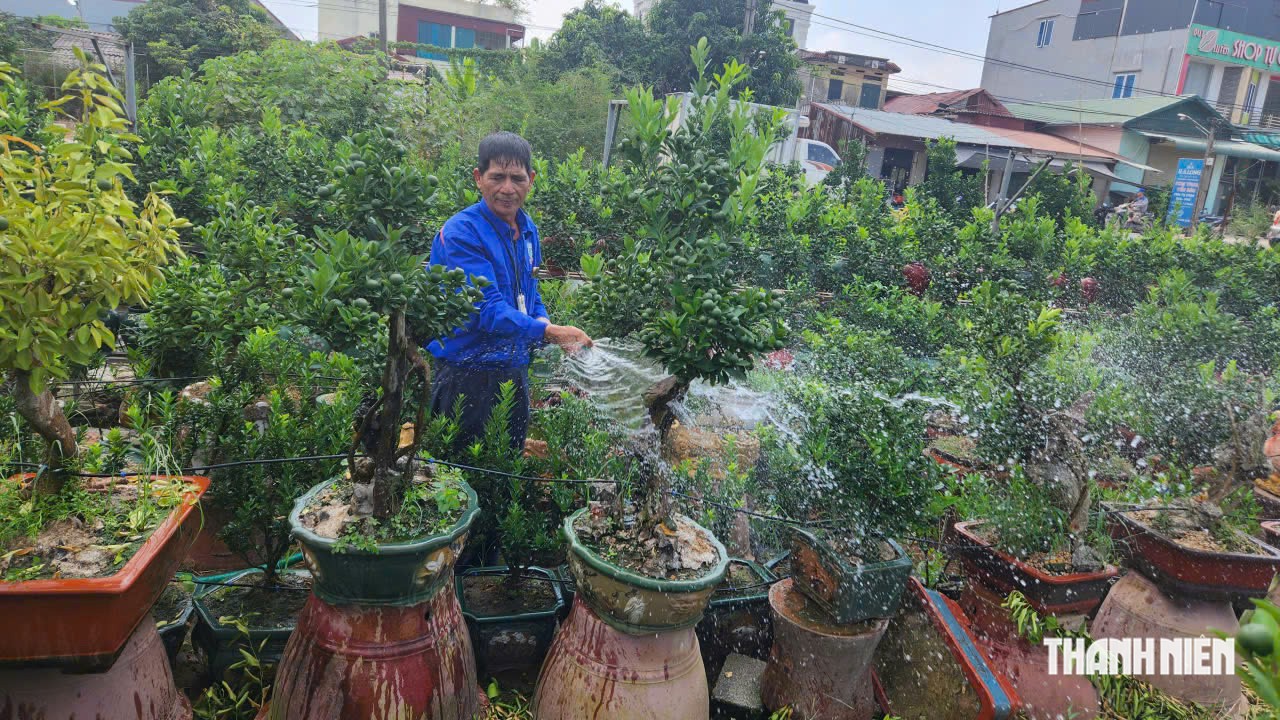 Quất tết độc, lạ 'cháy hàng' sớm- Ảnh 1.