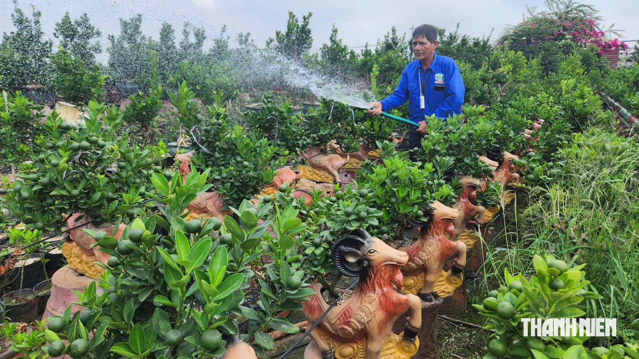 Quất tết độc, lạ 'cháy hàng' sớm- Ảnh 2.