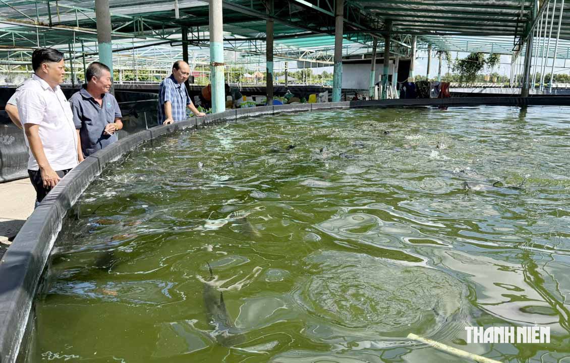 Người thợ điện s&aacute;ng chế hồ nu&ocirc;i t&ocirc;m tr&ecirc;n... mặt đất - Ảnh 6.