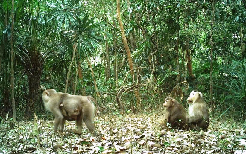 Bất ngờ với h&agrave;ng trăm lo&agrave;i động vật qu&yacute; hiếm trong rừng di sản Mỹ Sơn- Ảnh 8.