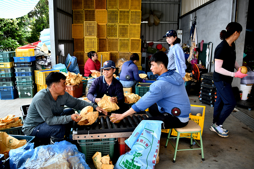 Nông dân Việt nơi vùng lê xứ Đài- Ảnh 10.