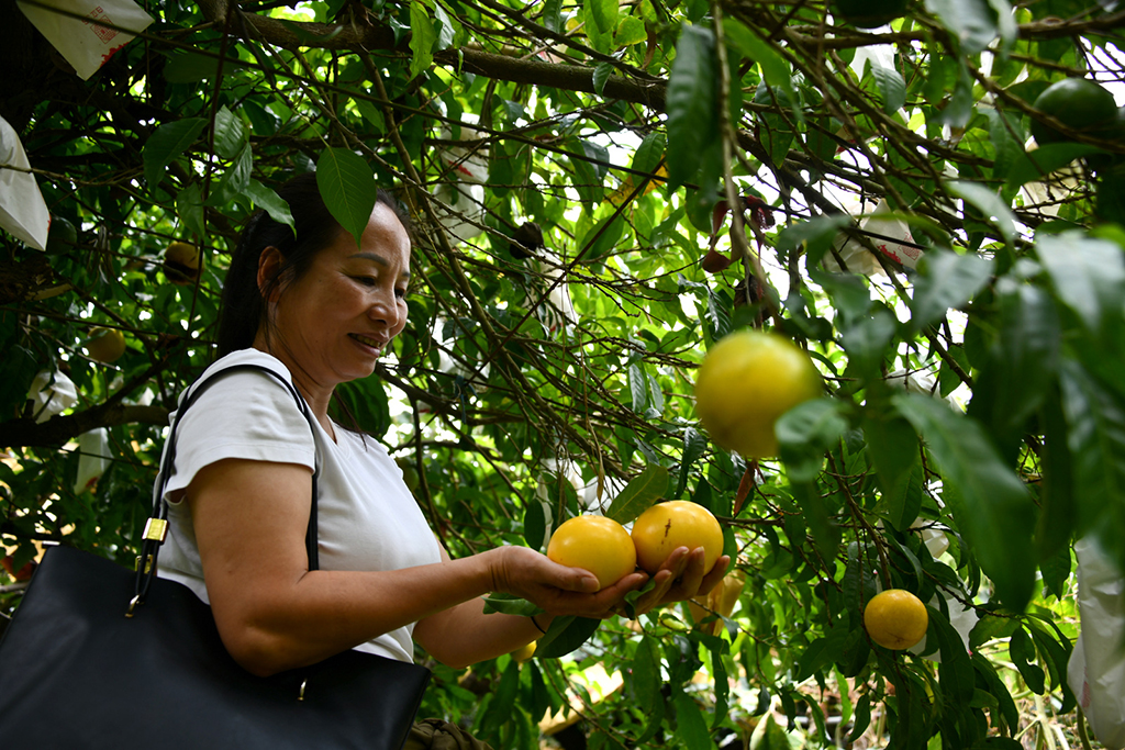 Nông dân Việt nơi vùng lê xứ Đài- Ảnh 5.