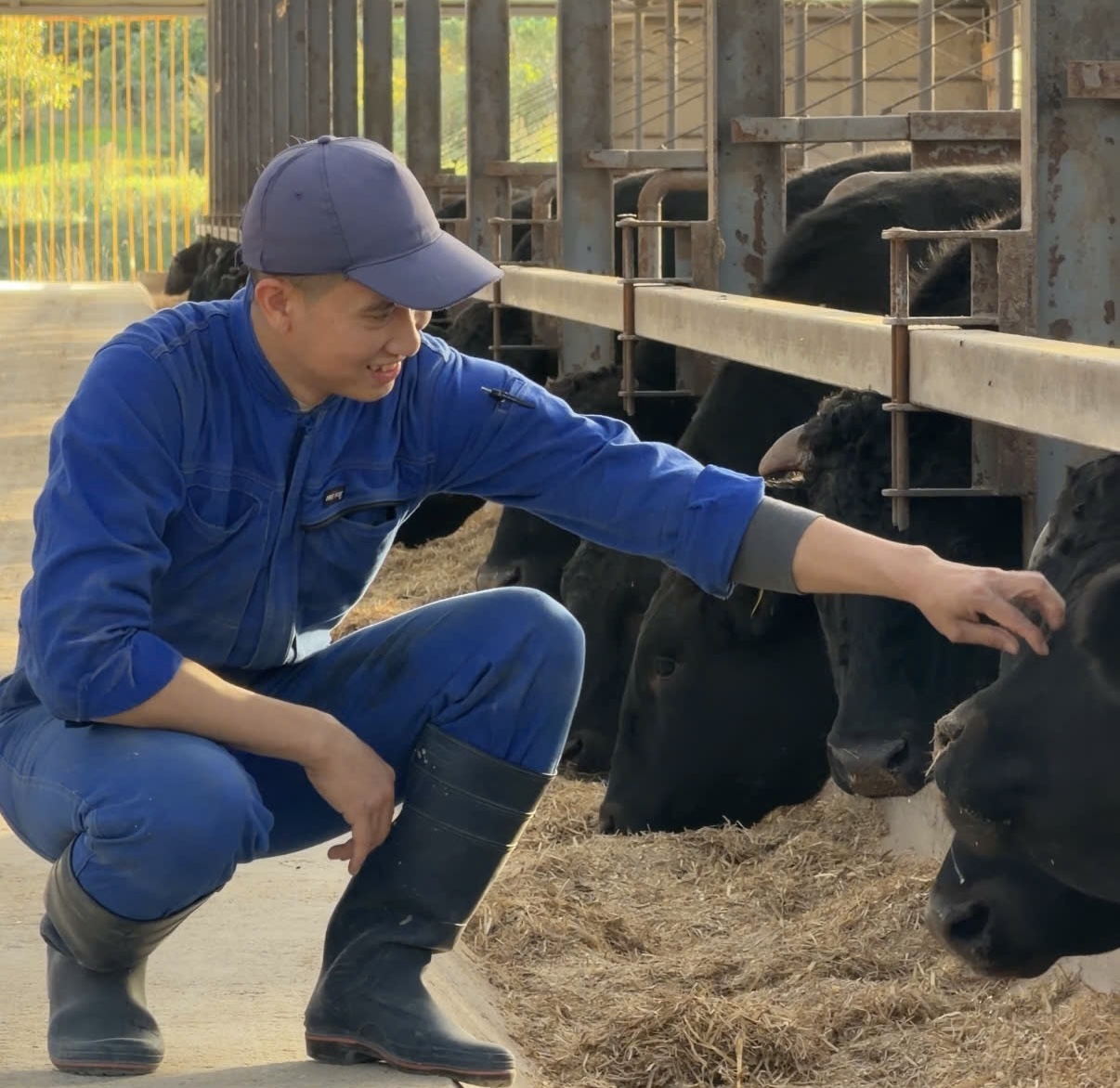 Chàng trai Việt cả ngày ‘bẻ cổ’, massage, chăm sóc bò Wagyu ở Nhật - Ảnh 1.