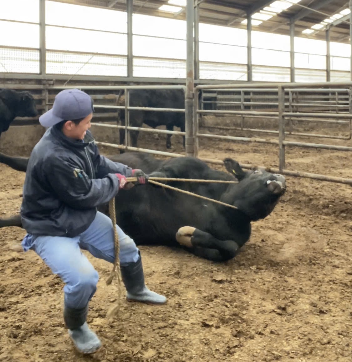 Chàng trai Việt cả ngày ‘bẻ cổ’, massage, chăm sóc bò Wagyu ở Nhật - Ảnh 3.