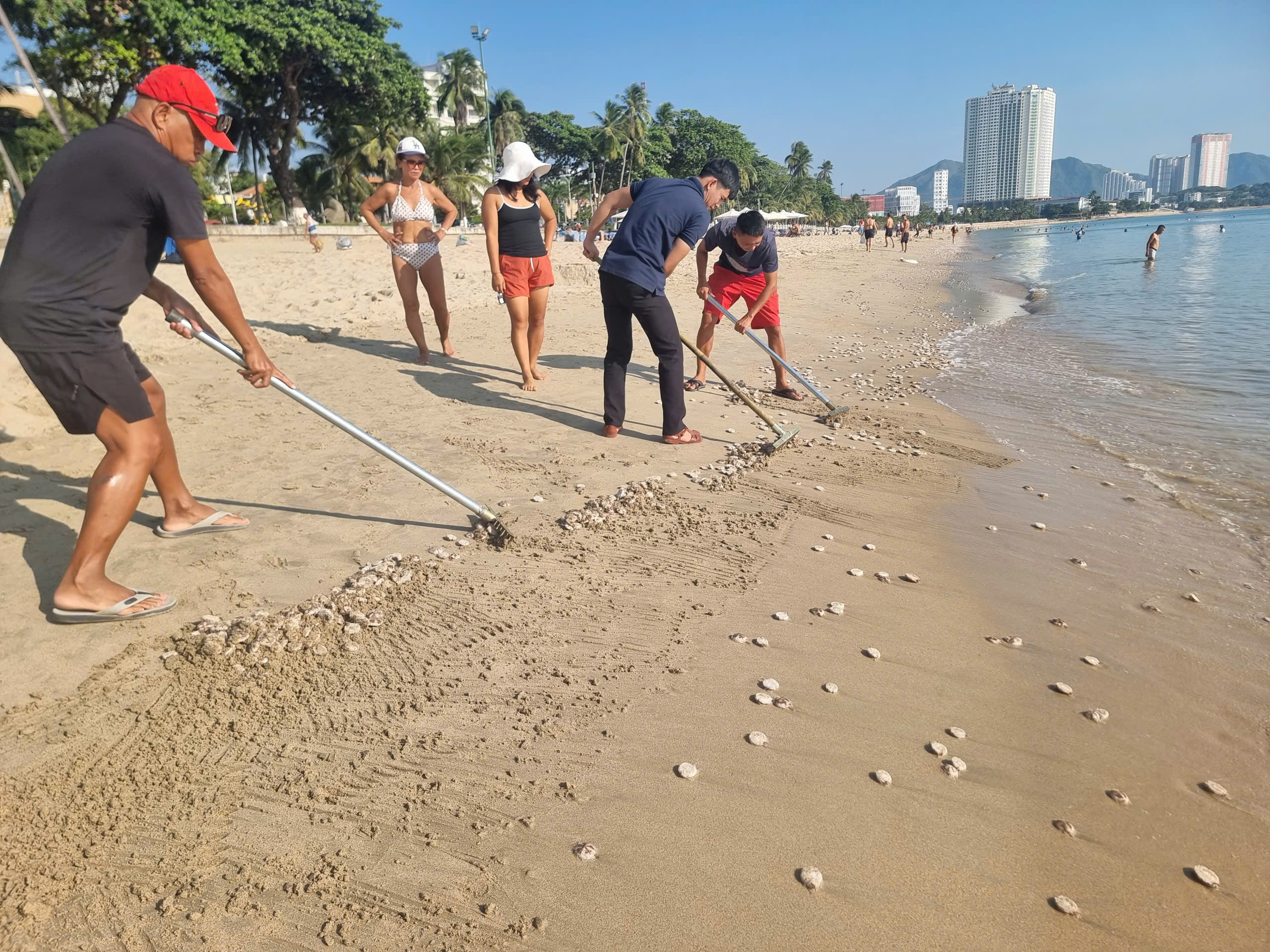 Người dân, du khách bất ngờ với sinh vật 'lạ' dạt vào biển Nha Trang - Ảnh 4.