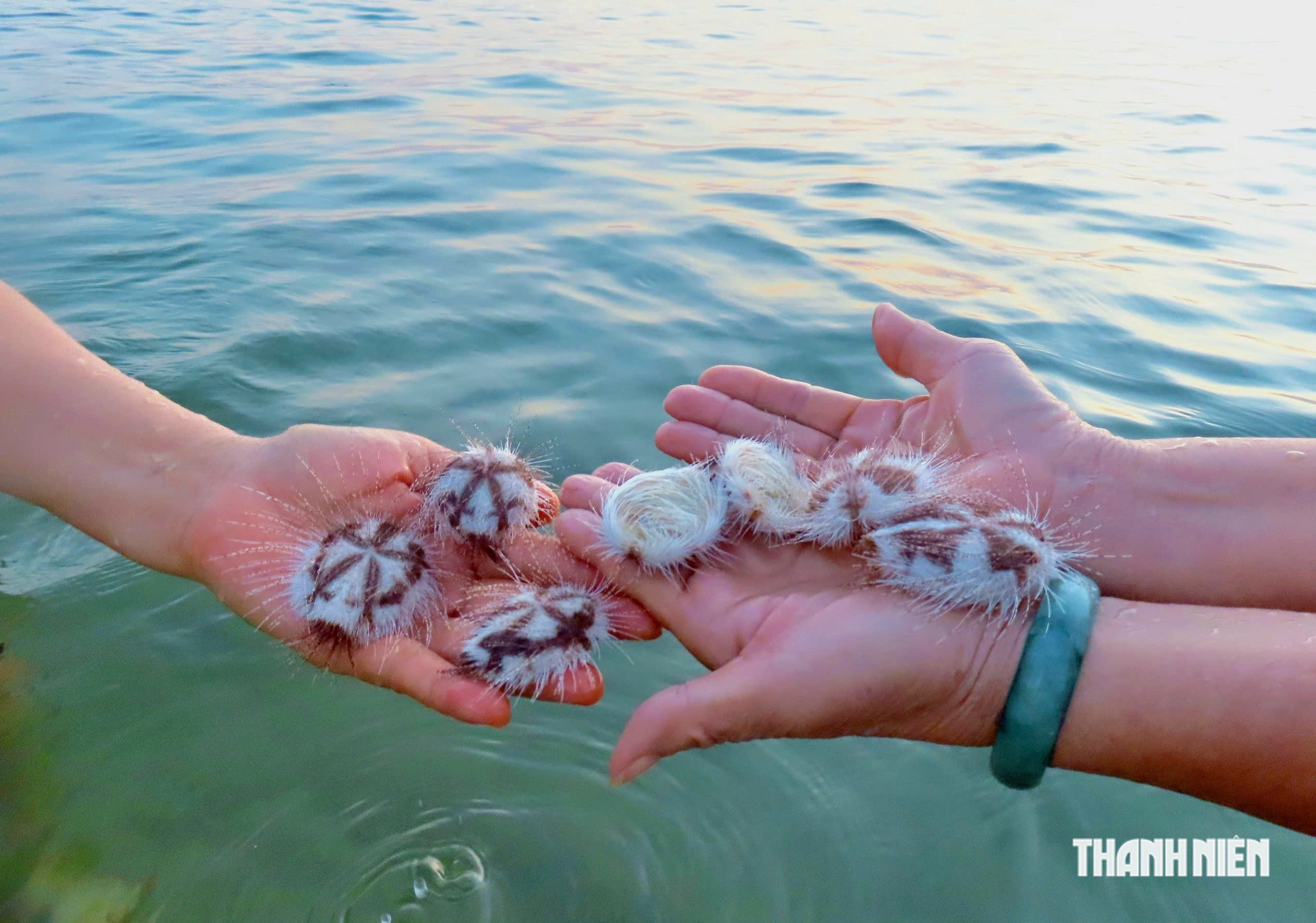 Người dân, du khách bất ngờ với sinh vật 'lạ' dạt vào biển Nha Trang - Ảnh 1.