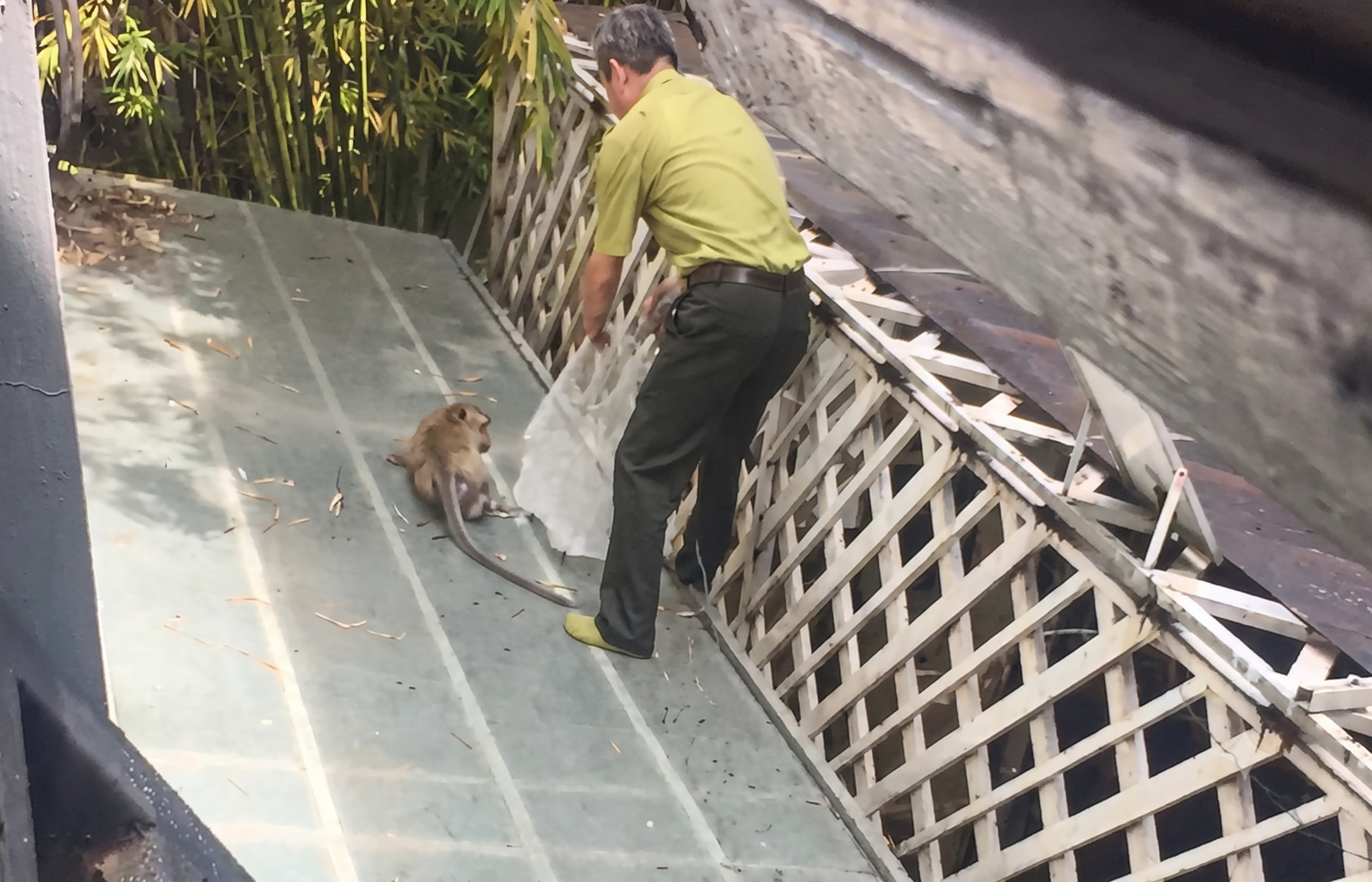 Bắn gây mê con khỉ quậy phá ở khu dân cư Cát Lái- Ảnh 1.
