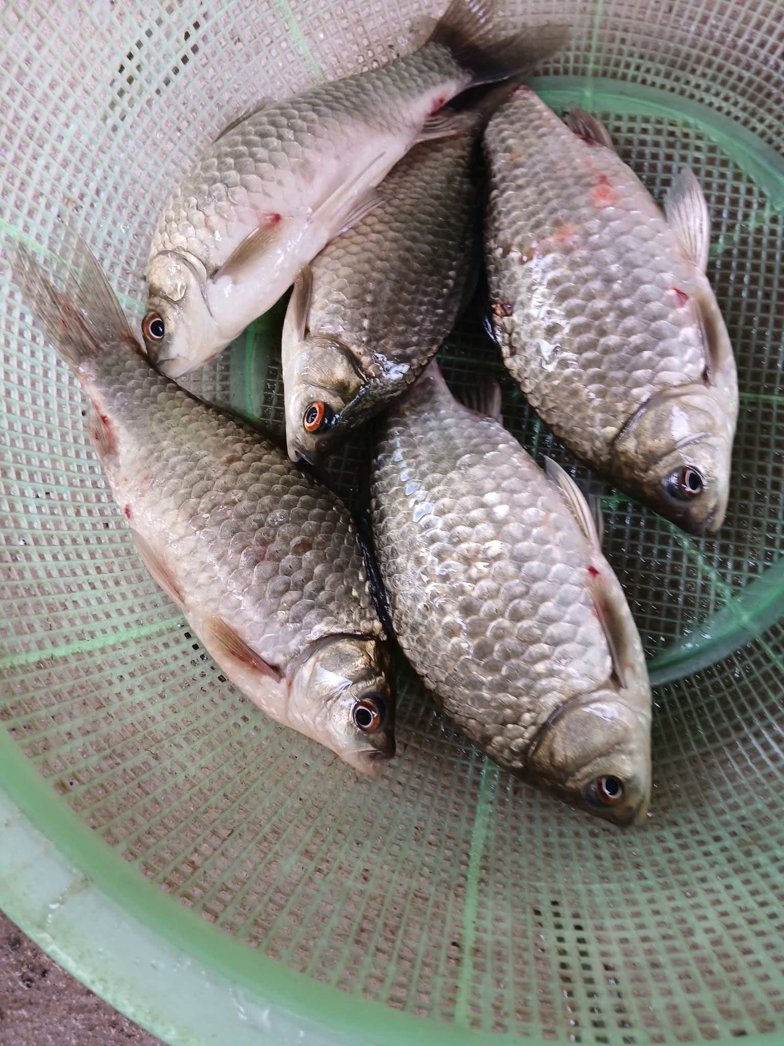 Ngon như cá nước lụt Lệ Thủy- Ảnh 6.