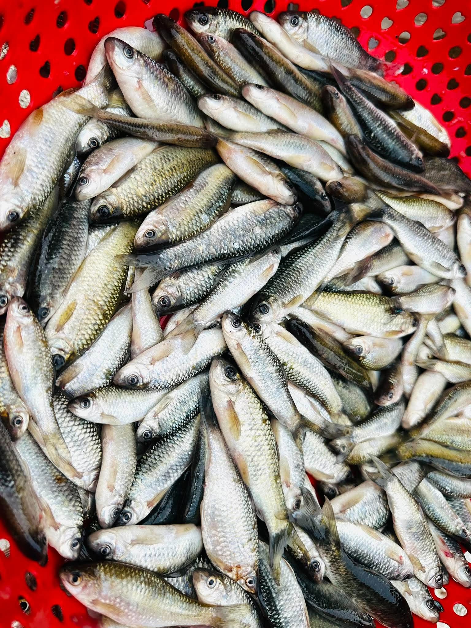 Ngon như cá nước lụt Lệ Thủy- Ảnh 7.