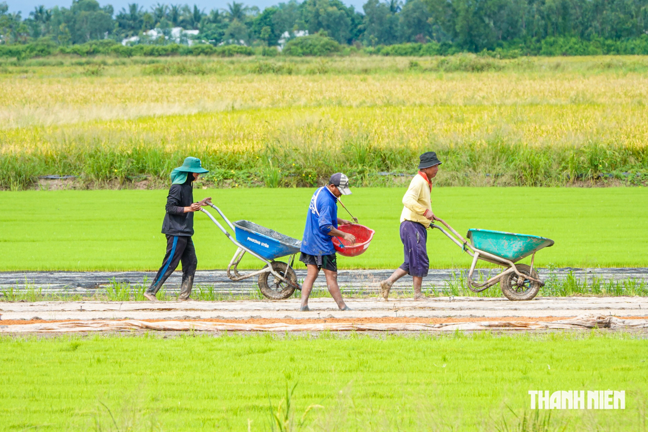 Độc đ&aacute;o nghề l&agrave;m mạ cho ruộng l&uacute;a ở miền T&acirc;y - Ảnh 2.