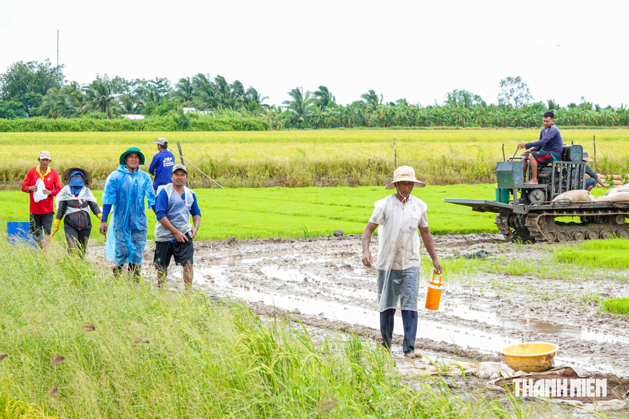 Độc đ&aacute;o nghề l&agrave;m mạ cho ruộng l&uacute;a ở miền T&acirc;y - Ảnh 5.