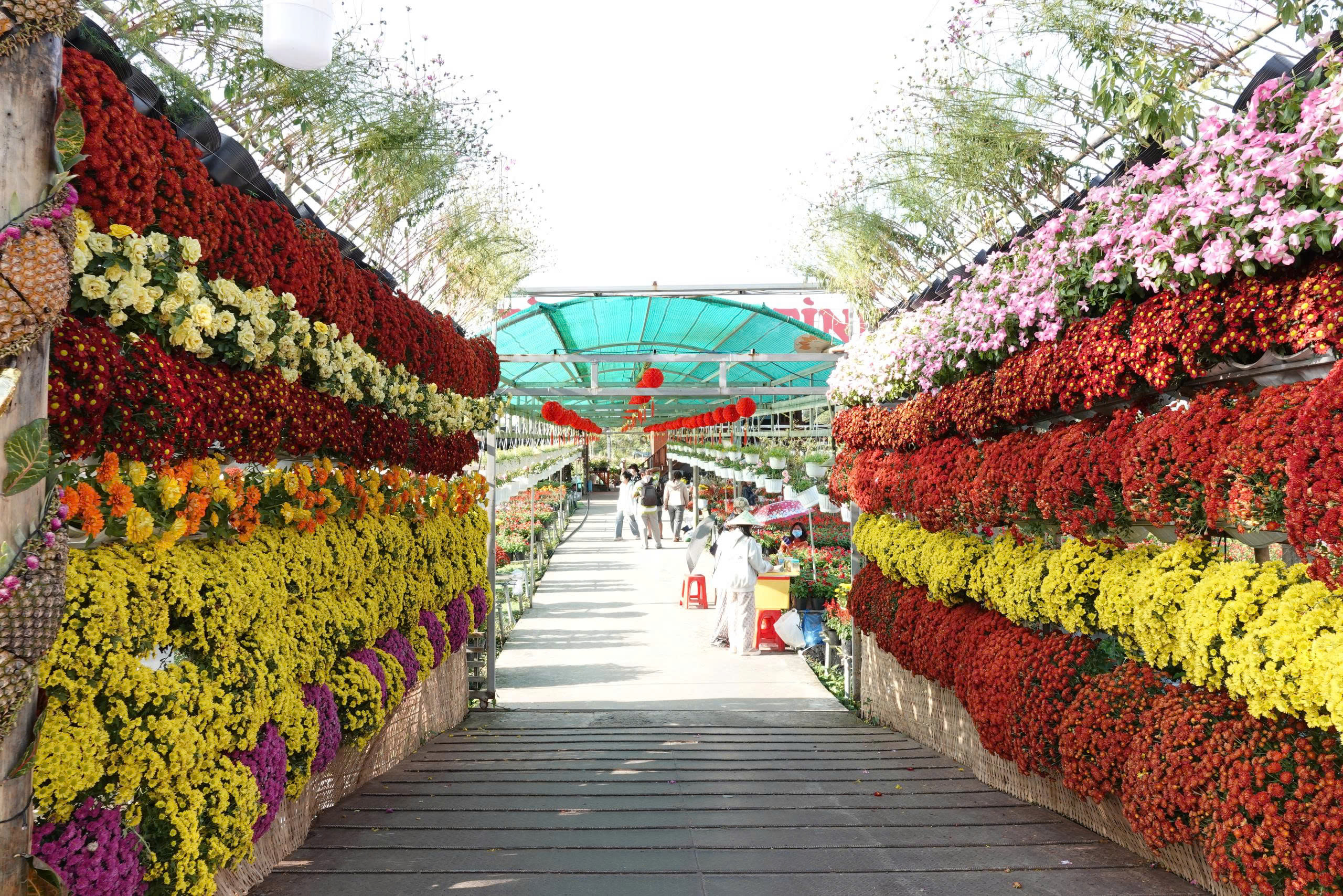 Biến vườn hoa kiểng th&agrave;nh điểm check-in, n&ocirc;ng d&acirc;n Sa Đ&eacute;c thu tiền triệu mỗi ng&agrave;y - Ảnh 2.