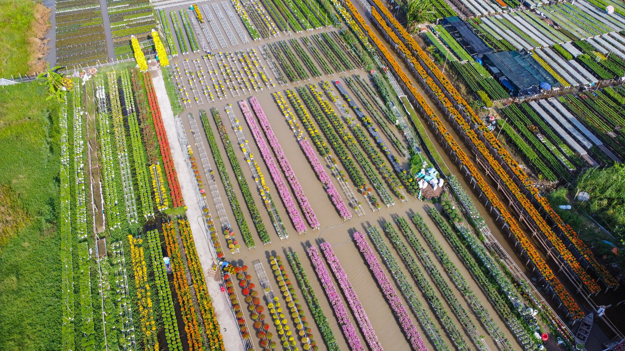 Biến vườn hoa kiểng th&agrave;nh điểm check-in, n&ocirc;ng d&acirc;n Sa Đ&eacute;c thu tiền triệu mỗi ng&agrave;y - Ảnh 1.