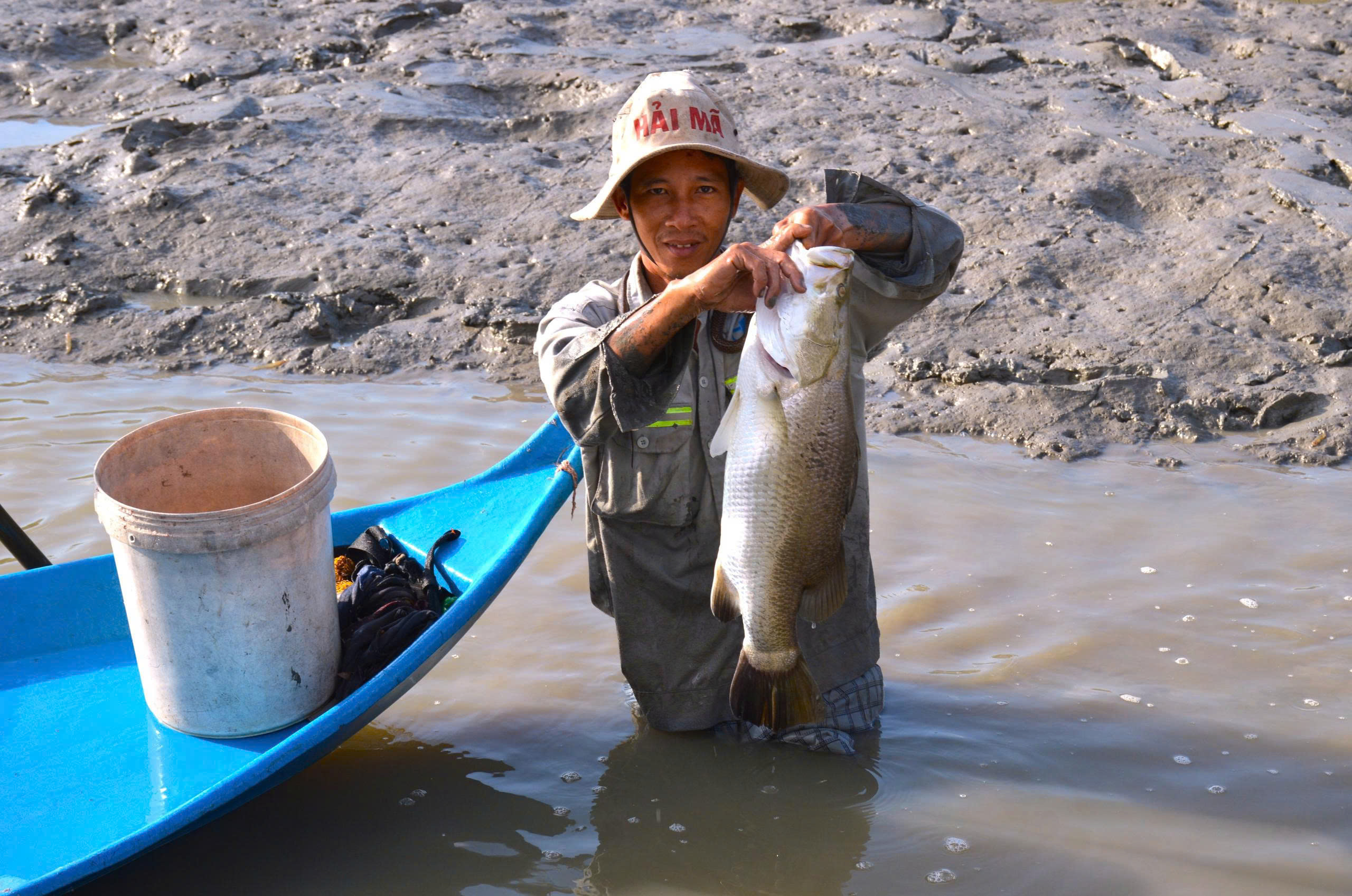 Cận Tết Nguy&ecirc;n đ&aacute;n, n&ocirc;ng d&acirc;n C&agrave; Mau bắt c&aacute; chẽm vu&ocirc;ng t&ocirc;m thu tiền triệu- Ảnh 5.
