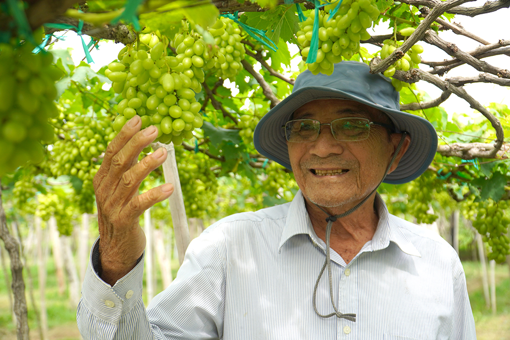 40 năm gắn bó với cây nho Khánh Hòa - Ảnh 3.