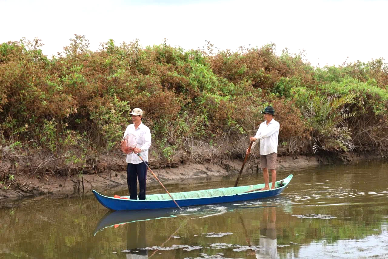 Cận Tết Nguy&ecirc;n đ&aacute;n, n&ocirc;ng d&acirc;n C&agrave; Mau bắt c&aacute; chẽm vu&ocirc;ng t&ocirc;m thu tiền triệu- Ảnh 3.