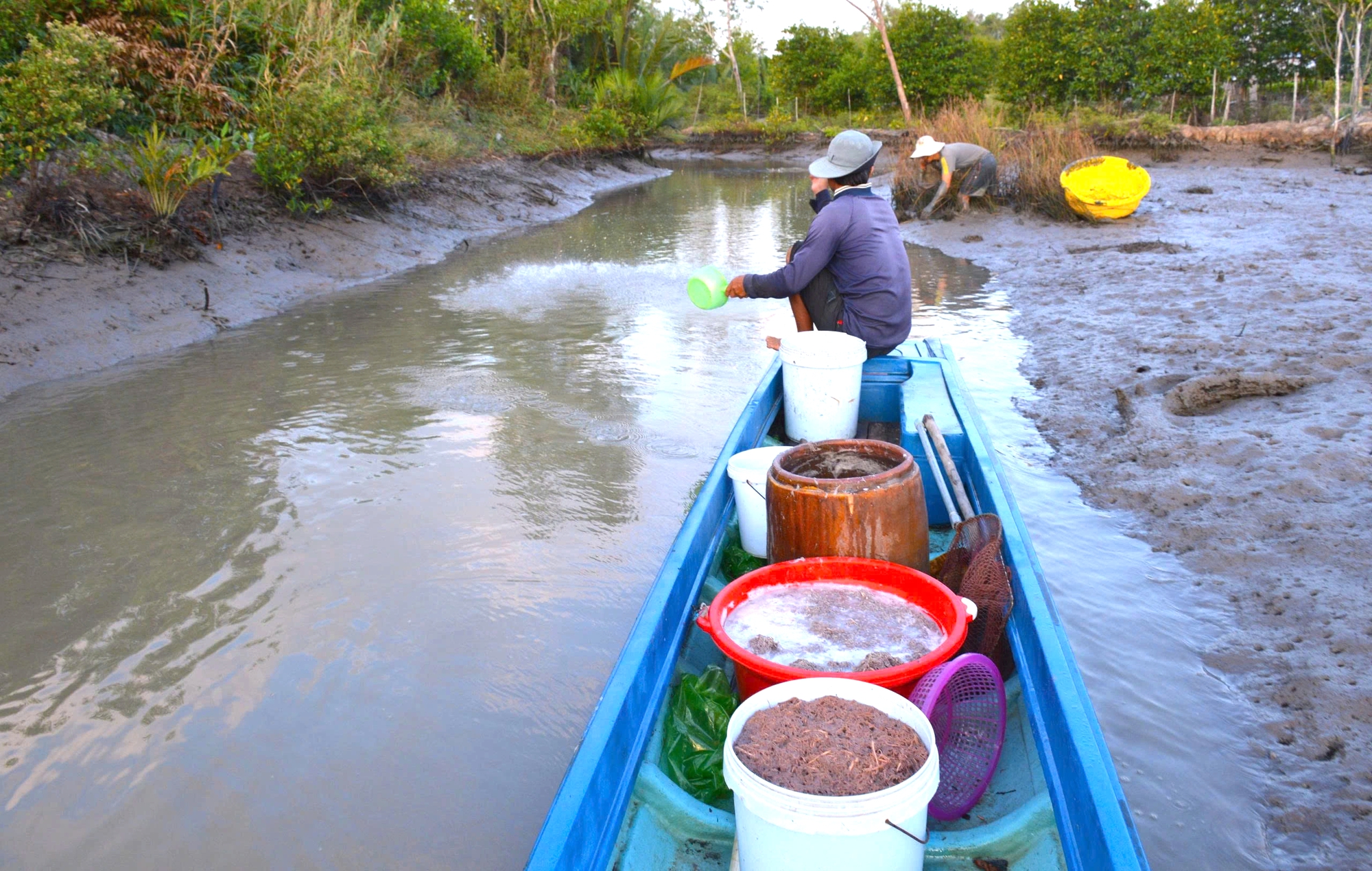 Cận Tết Nguy&ecirc;n đ&aacute;n, n&ocirc;ng d&acirc;n C&agrave; Mau bắt c&aacute; chẽm vu&ocirc;ng t&ocirc;m thu tiền triệu- Ảnh 2.