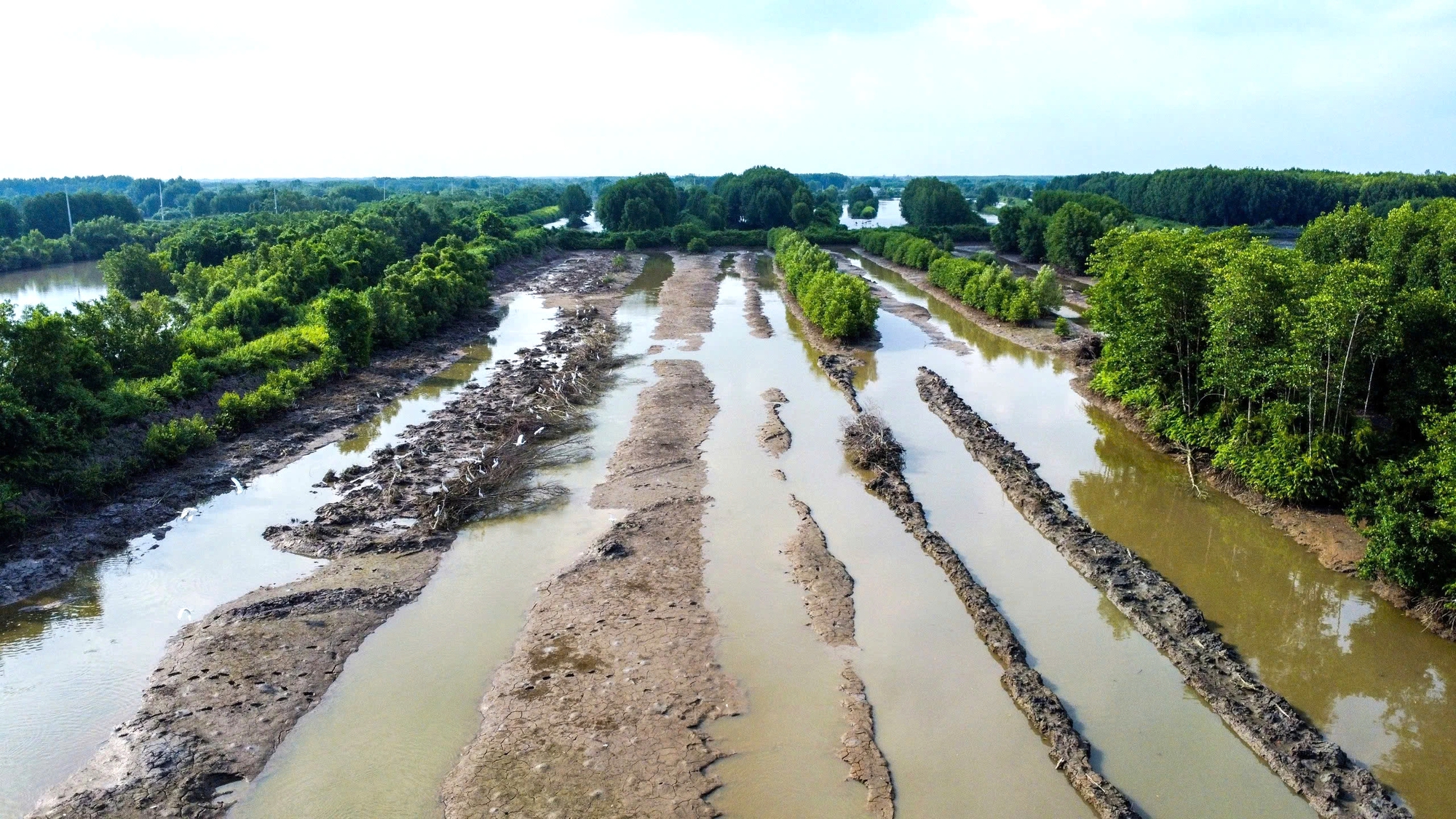 Cận Tết Nguy&ecirc;n đ&aacute;n, n&ocirc;ng d&acirc;n C&agrave; Mau bắt c&aacute; chẽm vu&ocirc;ng t&ocirc;m thu tiền triệu- Ảnh 1.