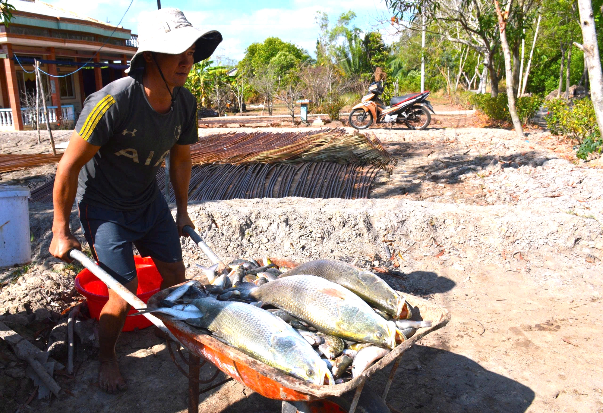 Cận Tết Nguy&ecirc;n đ&aacute;n, n&ocirc;ng d&acirc;n C&agrave; Mau bắt c&aacute; chẽm vu&ocirc;ng t&ocirc;m thu tiền triệu- Ảnh 6.