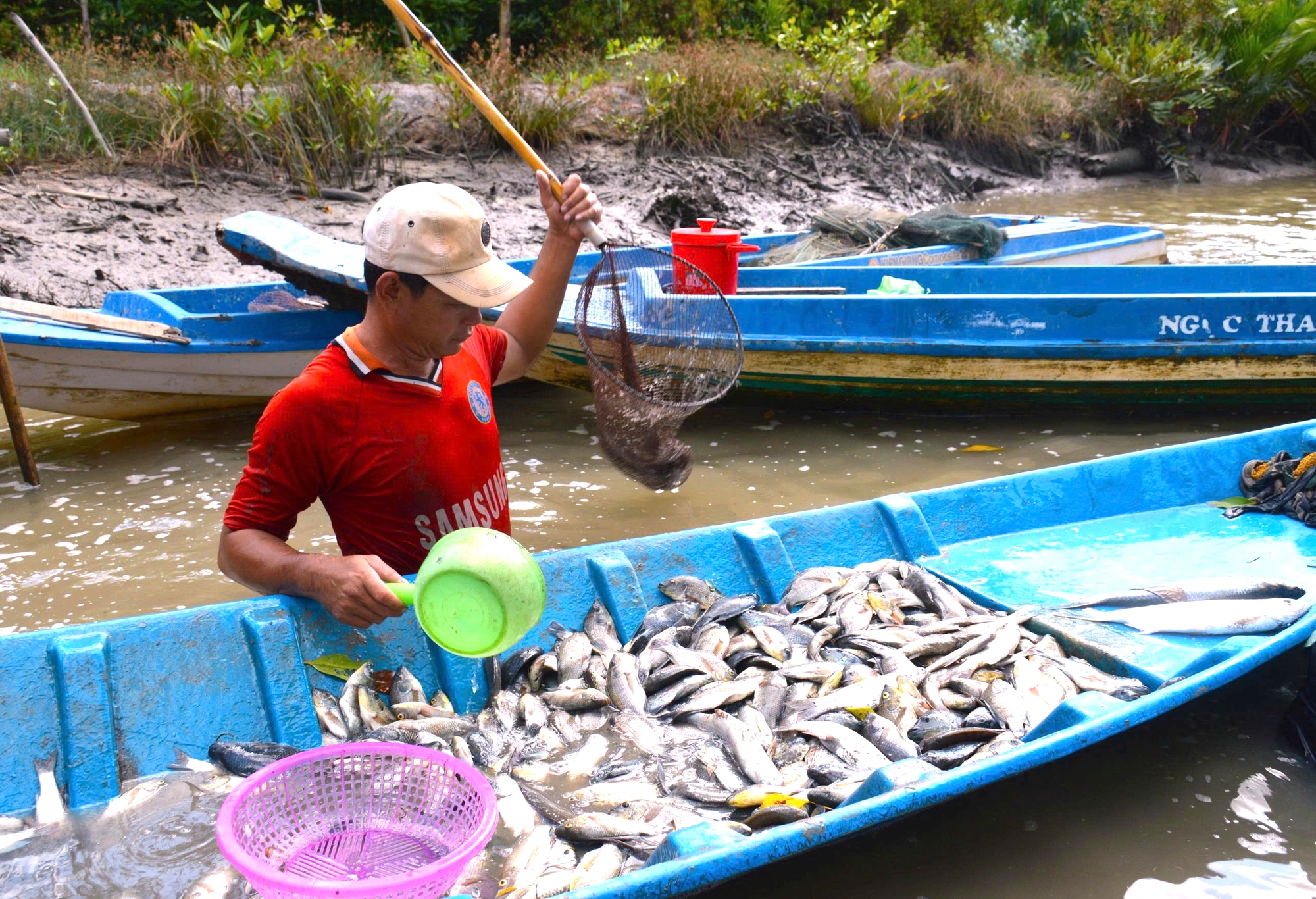 Cận Tết Nguy&ecirc;n đ&aacute;n, n&ocirc;ng d&acirc;n C&agrave; Mau bắt c&aacute; chẽm vu&ocirc;ng t&ocirc;m thu tiền triệu- Ảnh 7.