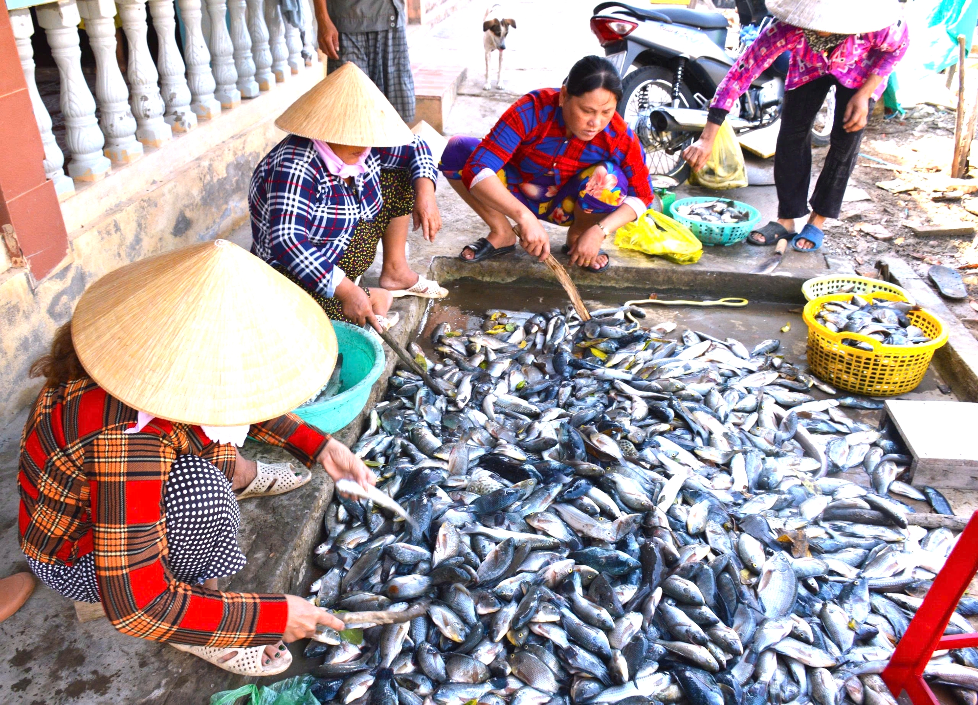 Cận Tết Nguy&ecirc;n đ&aacute;n, n&ocirc;ng d&acirc;n C&agrave; Mau bắt c&aacute; chẽm vu&ocirc;ng t&ocirc;m thu tiền triệu- Ảnh 8.