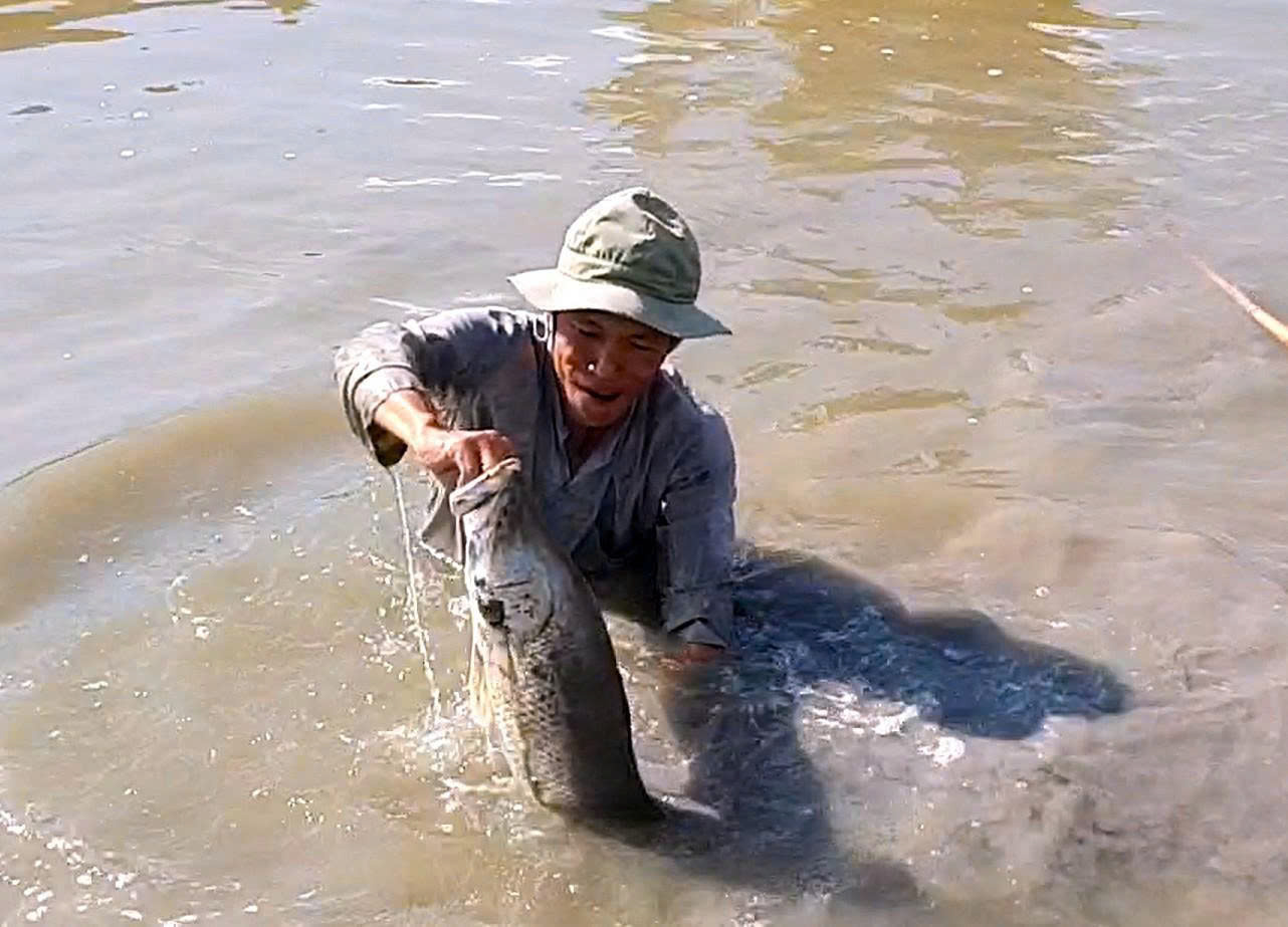 Cận Tết Nguy&ecirc;n đ&aacute;n, n&ocirc;ng d&acirc;n C&agrave; Mau bắt c&aacute; chẽm vu&ocirc;ng t&ocirc;m thu tiền triệu- Ảnh 4.