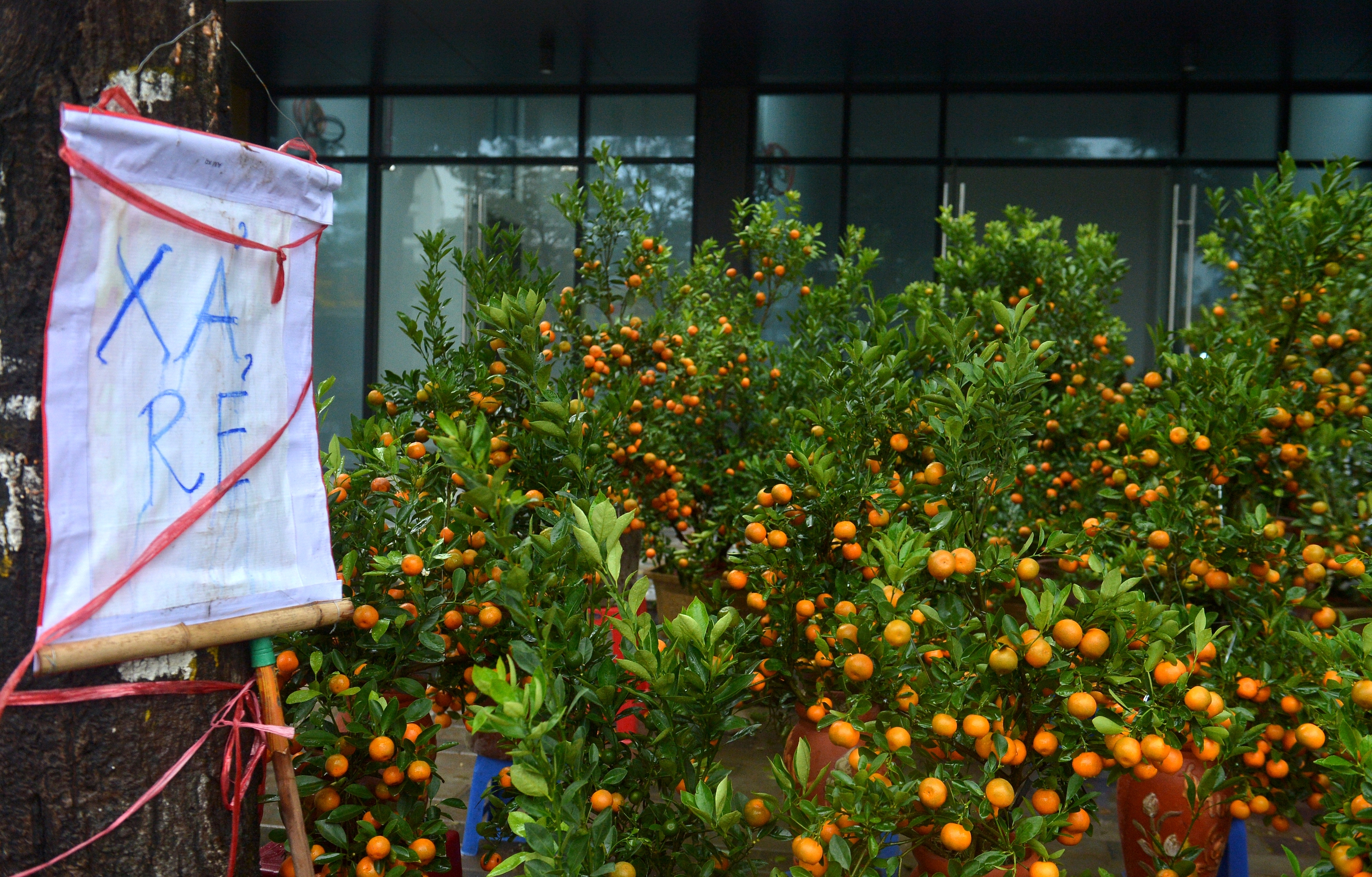 Tiểu thương b&aacute;n quất tết bắt đầu xả h&agrave;ng, b&aacute;n đồng gi&aacute; để cắt lỗ- Ảnh 7.