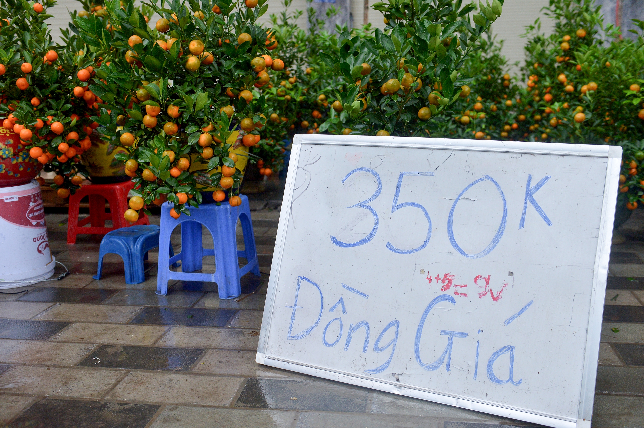 Tiểu thương b&aacute;n quất tết bắt đầu xả h&agrave;ng, b&aacute;n đồng gi&aacute; để cắt lỗ- Ảnh 4.