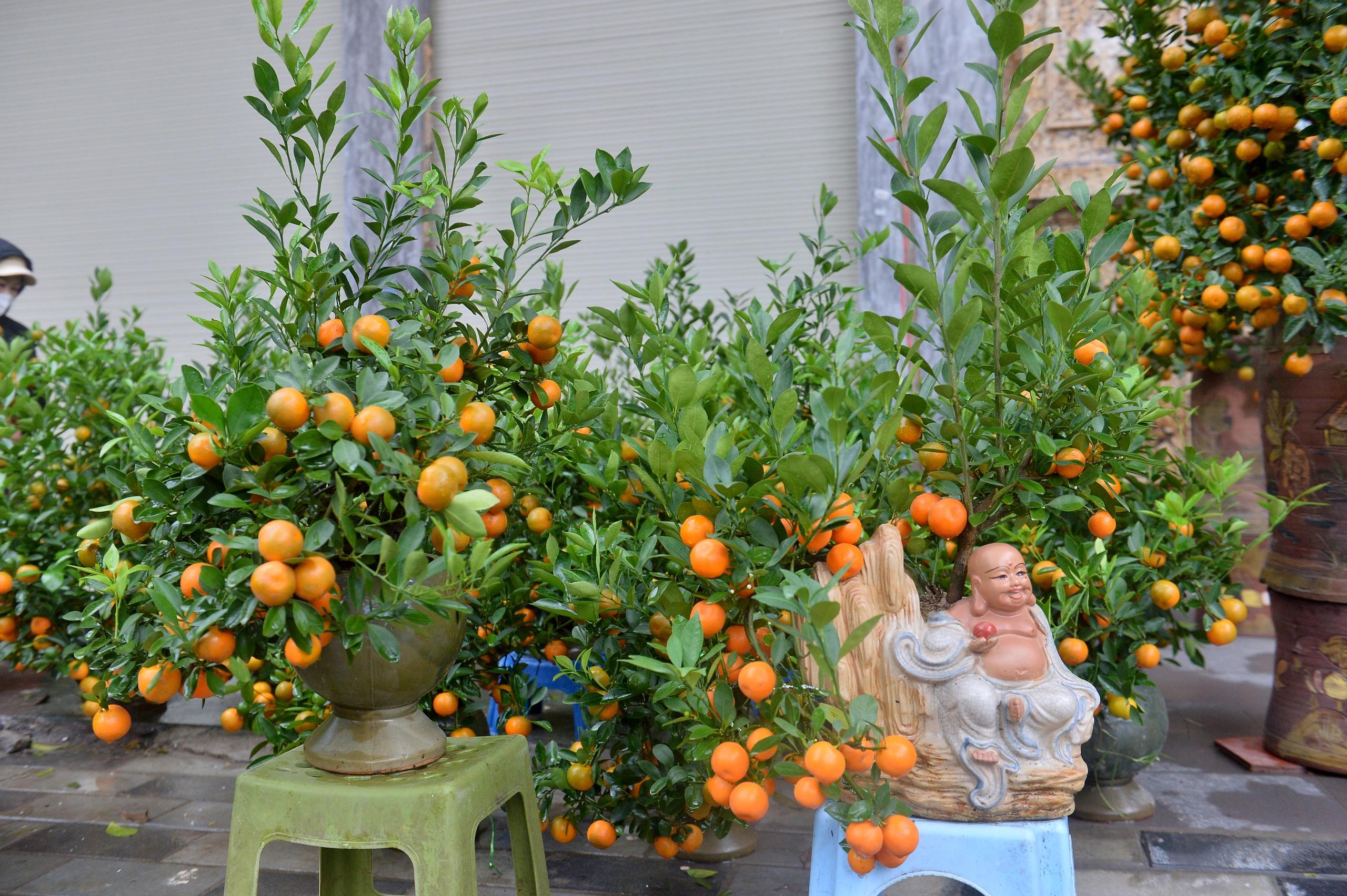 Tiểu thương bán quất tết bắt đầu xả hàng, bán đồng giá để cắt lỗ- Ảnh 6.