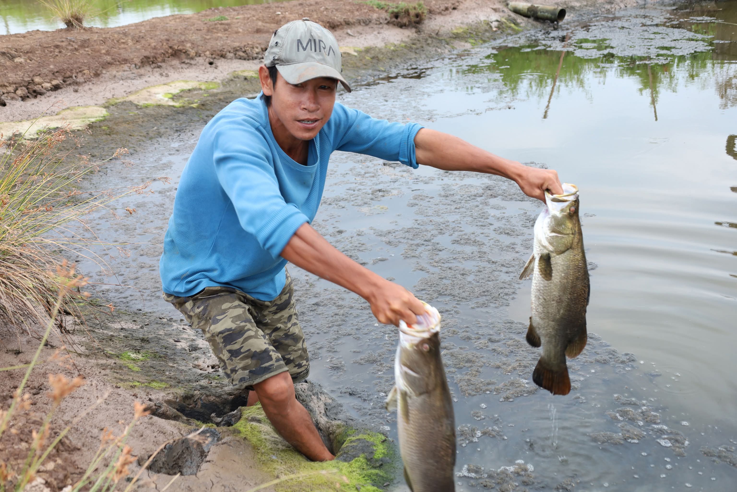 Cận Tết Nguy&ecirc;n đ&aacute;n, n&ocirc;ng d&acirc;n C&agrave; Mau bắt c&aacute; chẽm vu&ocirc;ng t&ocirc;m thu tiền triệu- Ảnh 9.