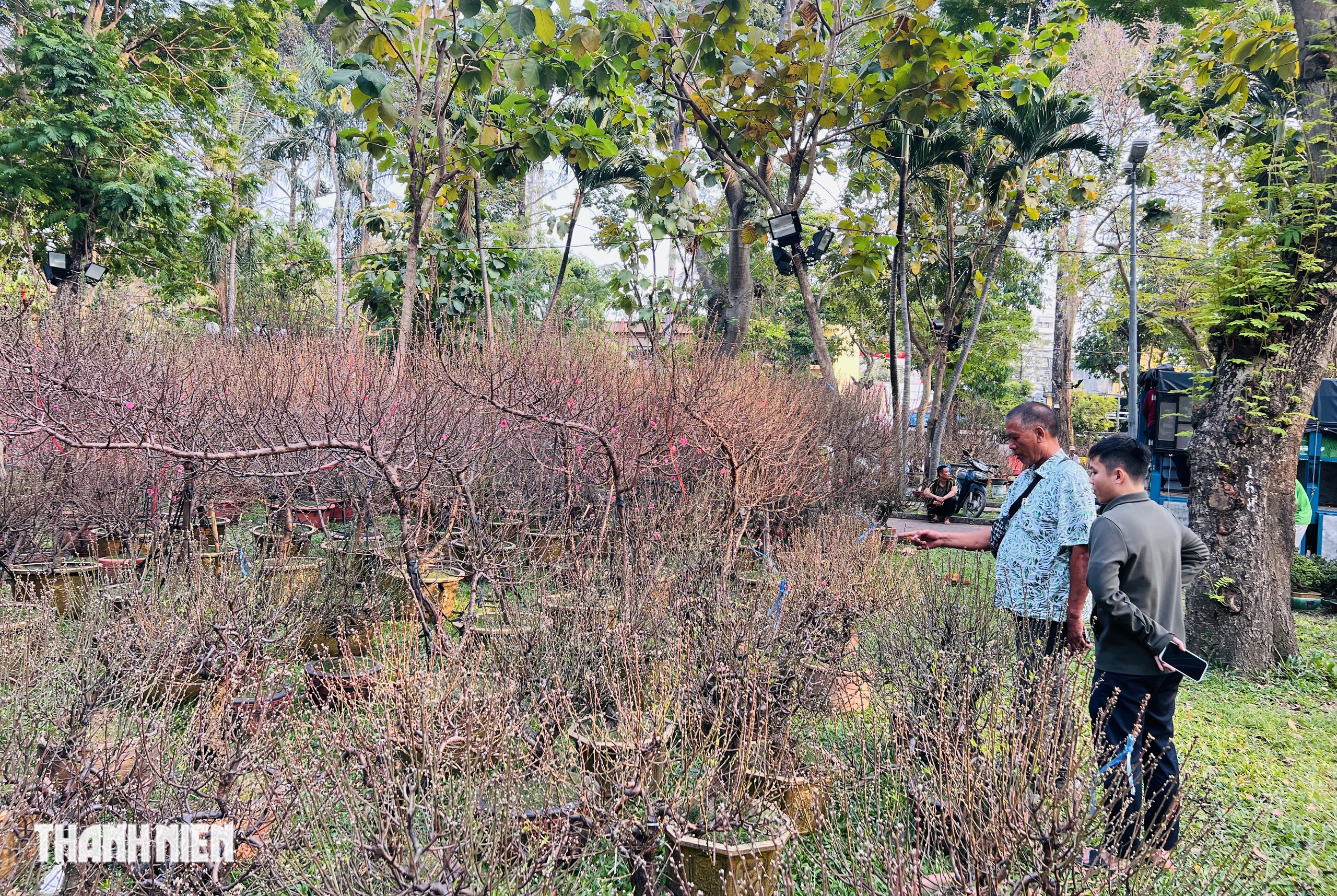 Hoa đ&agrave;o tết gi&aacute; trăm triệu ở TP.HCM: Gh&eacute;p từ gốc đ&agrave;o rừng to bằng một người &ocirc;m- Ảnh 10.