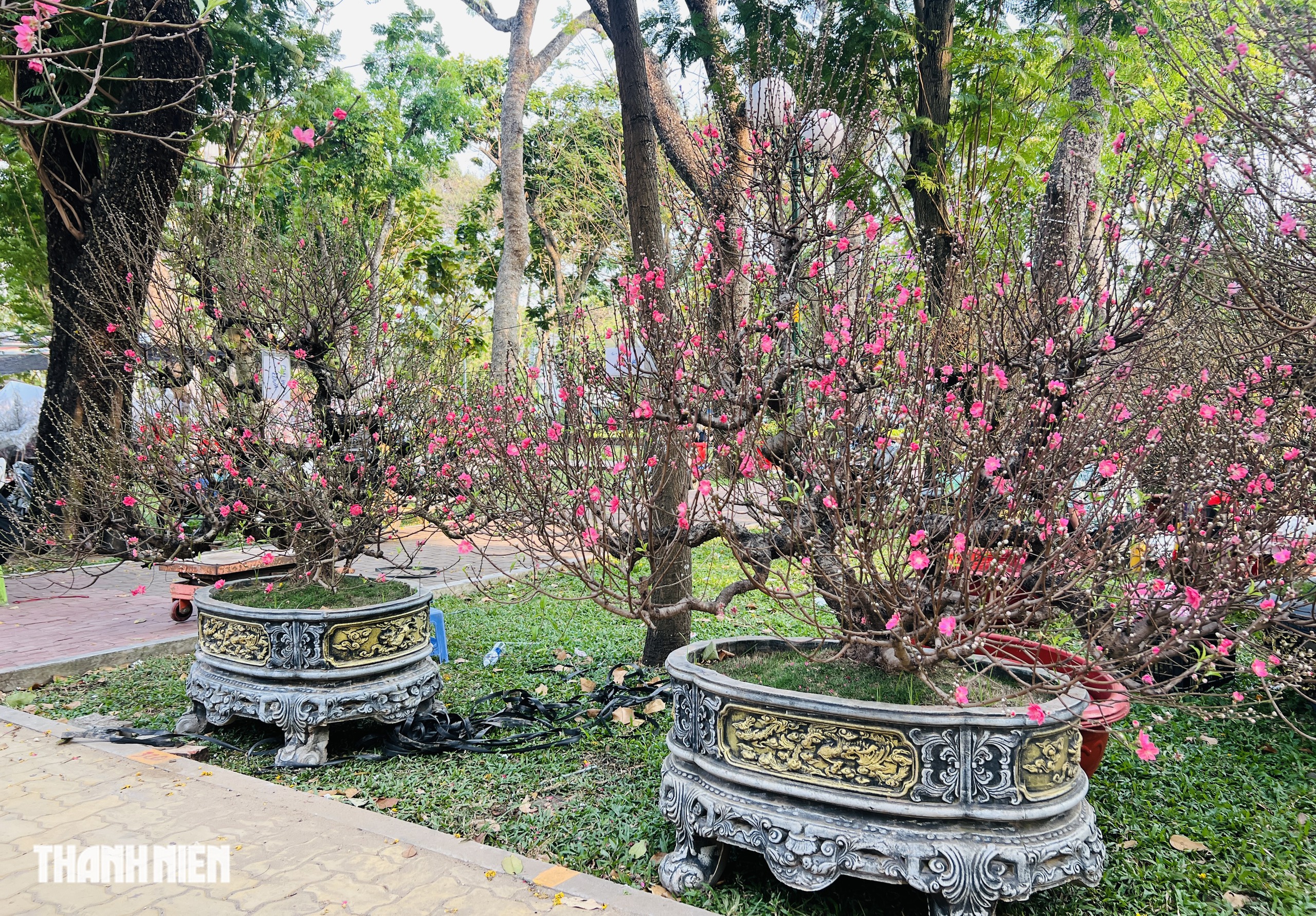 Hoa đ&agrave;o tết gi&aacute; trăm triệu ở TP.HCM: Gh&eacute;p từ gốc đ&agrave;o rừng to bằng một người &ocirc;m- Ảnh 7.