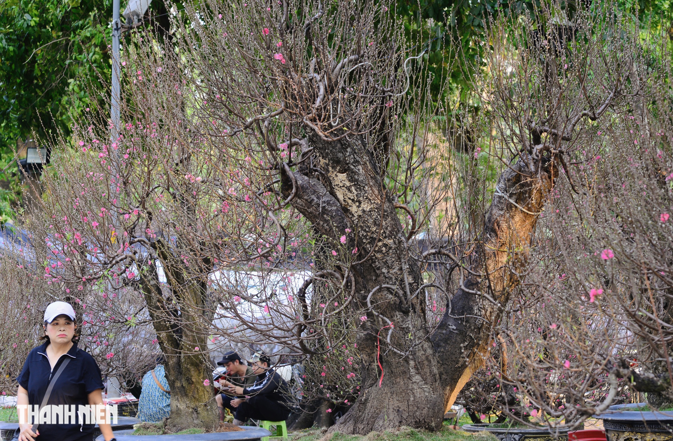 Hoa đ&agrave;o tết gi&aacute; trăm triệu ở TP.HCM: Gh&eacute;p từ gốc đ&agrave;o rừng to bằng một người &ocirc;m- Ảnh 5.
