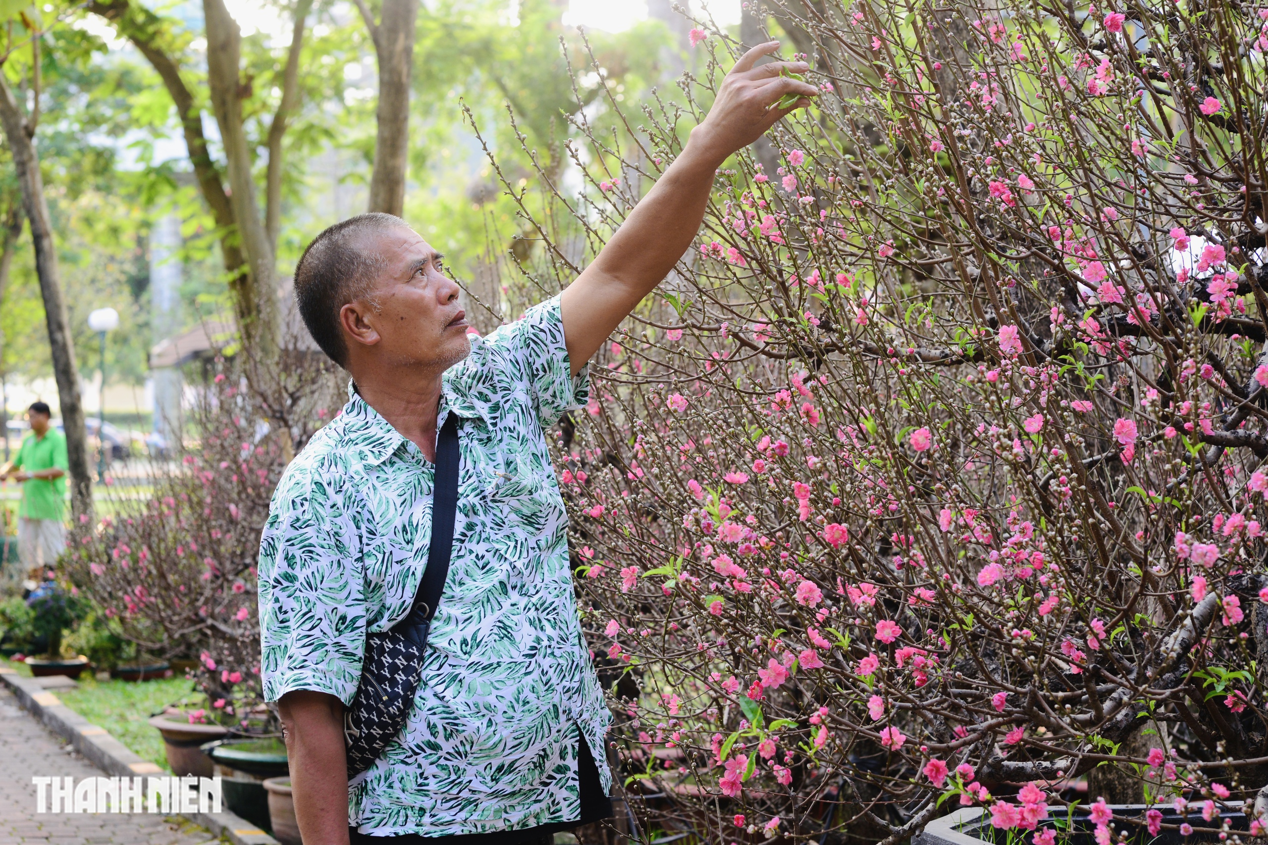 Hoa đ&agrave;o tết gi&aacute; trăm triệu ở TP.HCM: Gh&eacute;p từ gốc đ&agrave;o rừng to bằng một người &ocirc;m- Ảnh 1.