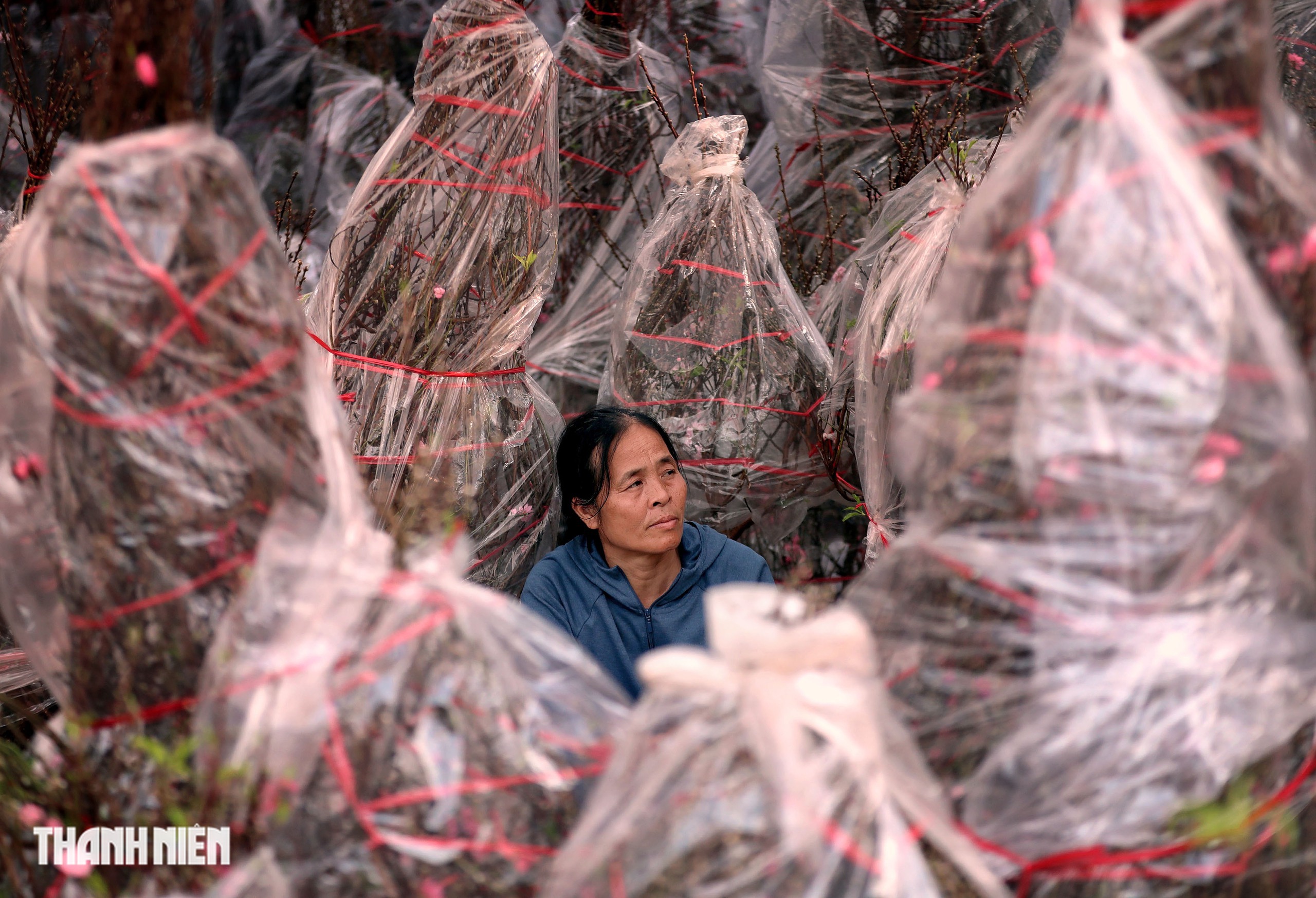 Chợ hoa đ&agrave;o lớn nhất TP.HCM - Ảnh 9.