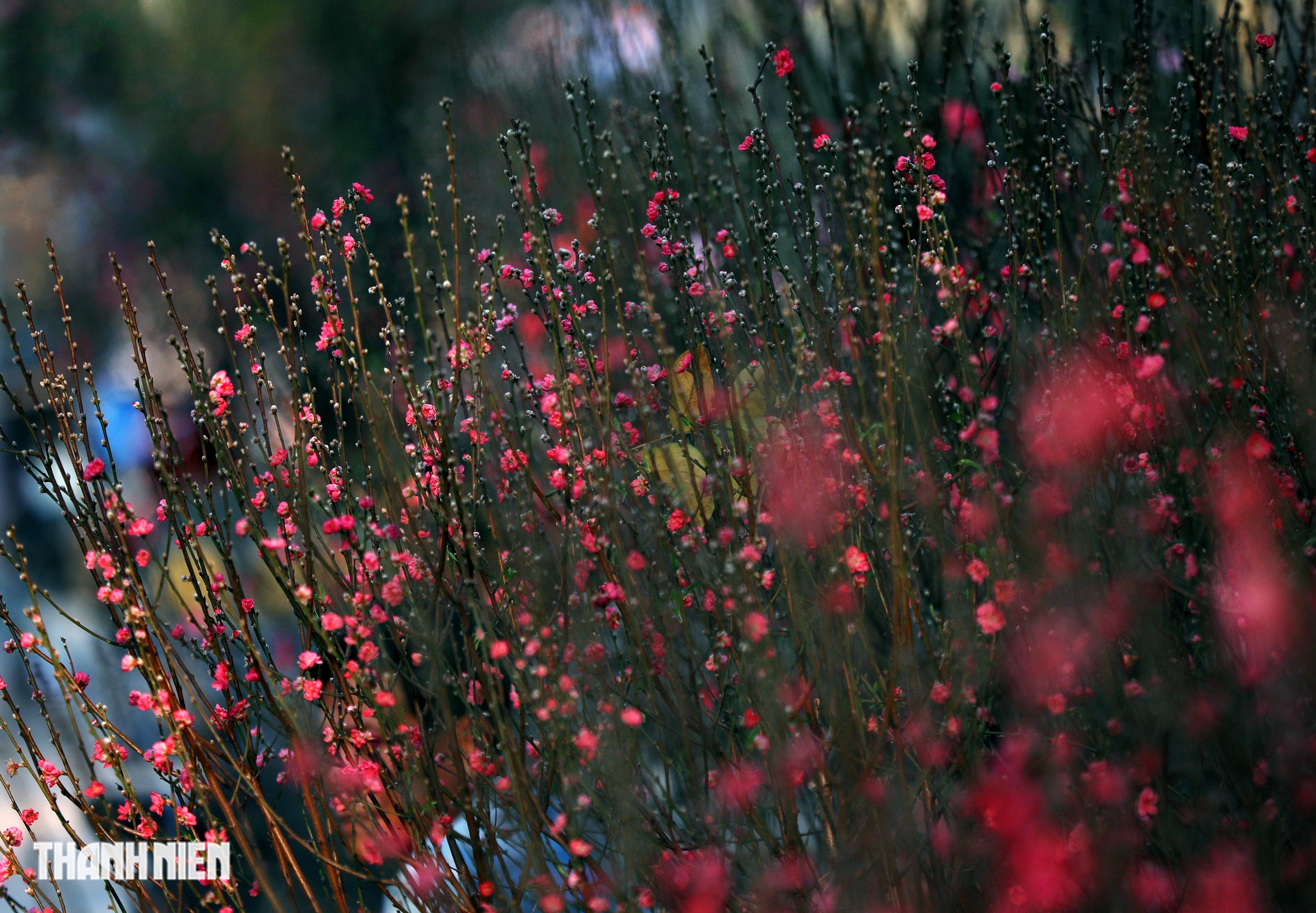 Chợ hoa đ&agrave;o lớn nhất TP.HCM - Ảnh 4.