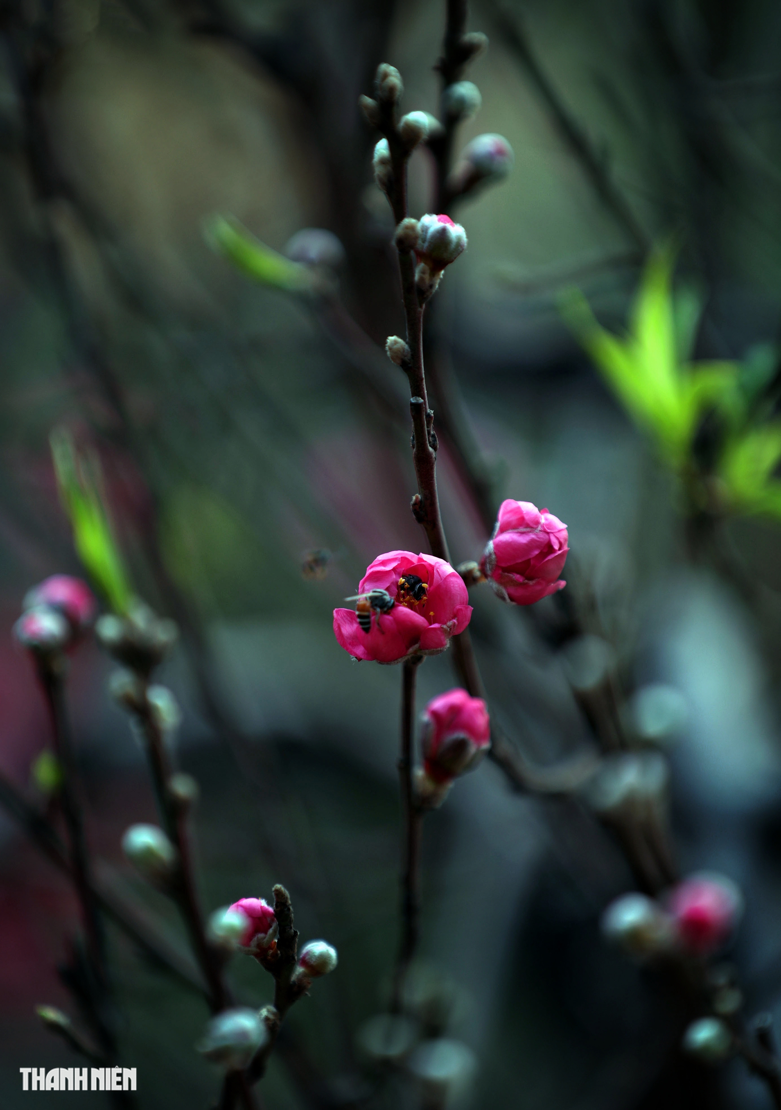 Chợ hoa đ&agrave;o lớn nhất TP.HCM - Ảnh 6.