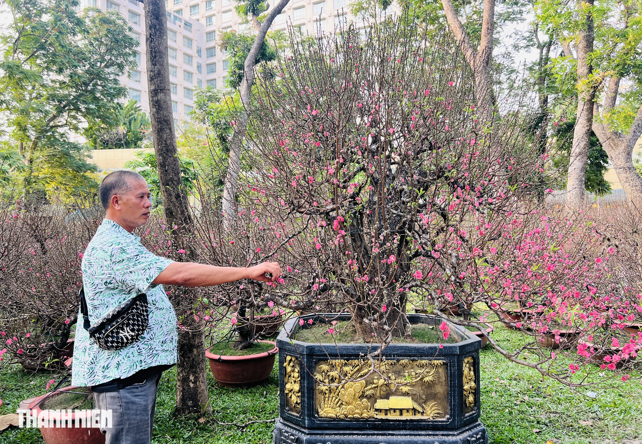 Hoa đ&agrave;o tết gi&aacute; trăm triệu ở TP.HCM: Gh&eacute;p từ gốc đ&agrave;o rừng to bằng một người &ocirc;m- Ảnh 8.
