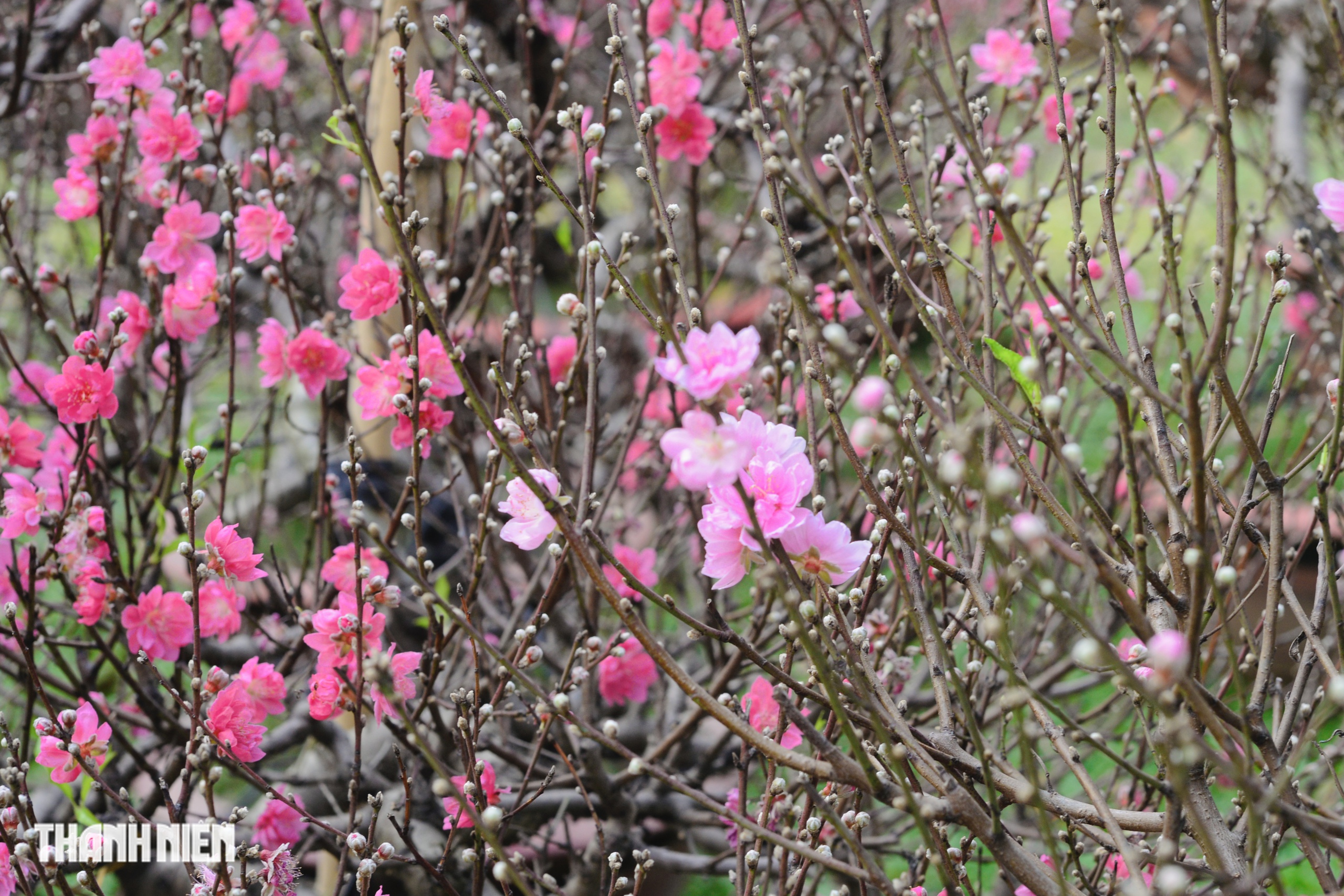 Hoa đ&agrave;o tết gi&aacute; trăm triệu ở TP.HCM: Gh&eacute;p từ gốc đ&agrave;o rừng to bằng một người &ocirc;m- Ảnh 9.