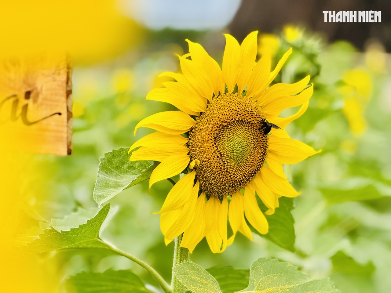 Một g&oacute;c H&agrave; Giang giữa l&ograve;ng Quảng Ng&atilde;i- Ảnh 7.