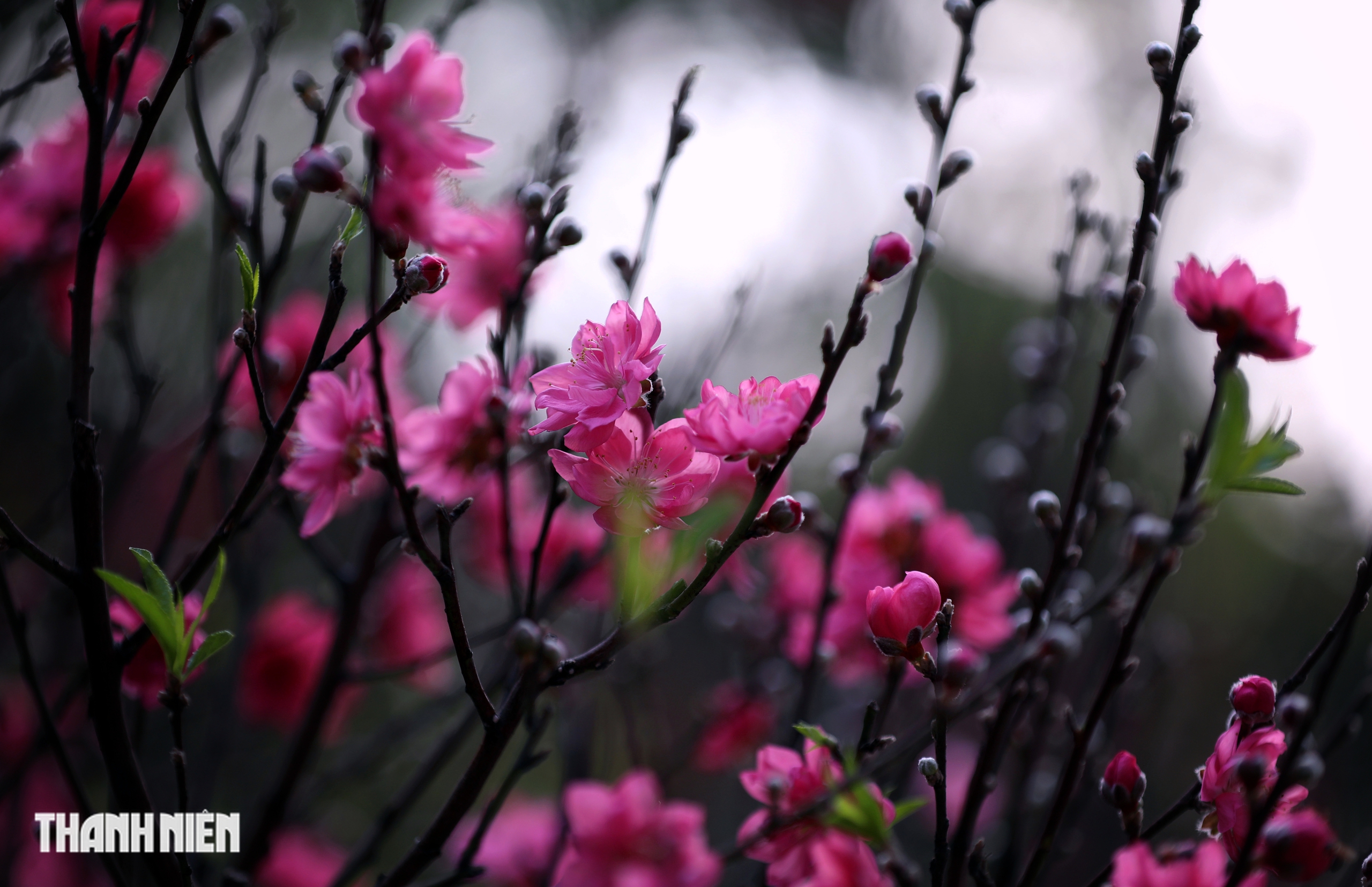 Chợ hoa đ&agrave;o lớn nhất TP.HCM - Ảnh 13.