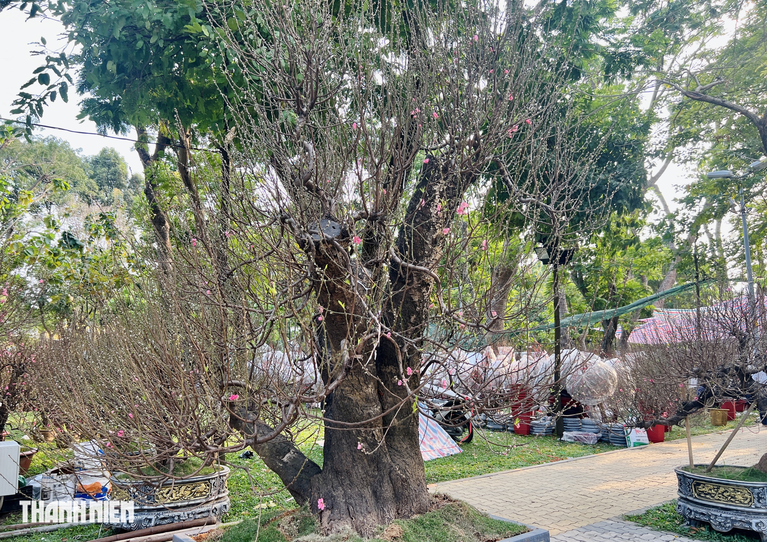 Hoa đ&agrave;o tết gi&aacute; trăm triệu ở TP.HCM: Gh&eacute;p từ gốc đ&agrave;o rừng to bằng một người &ocirc;m- Ảnh 3.