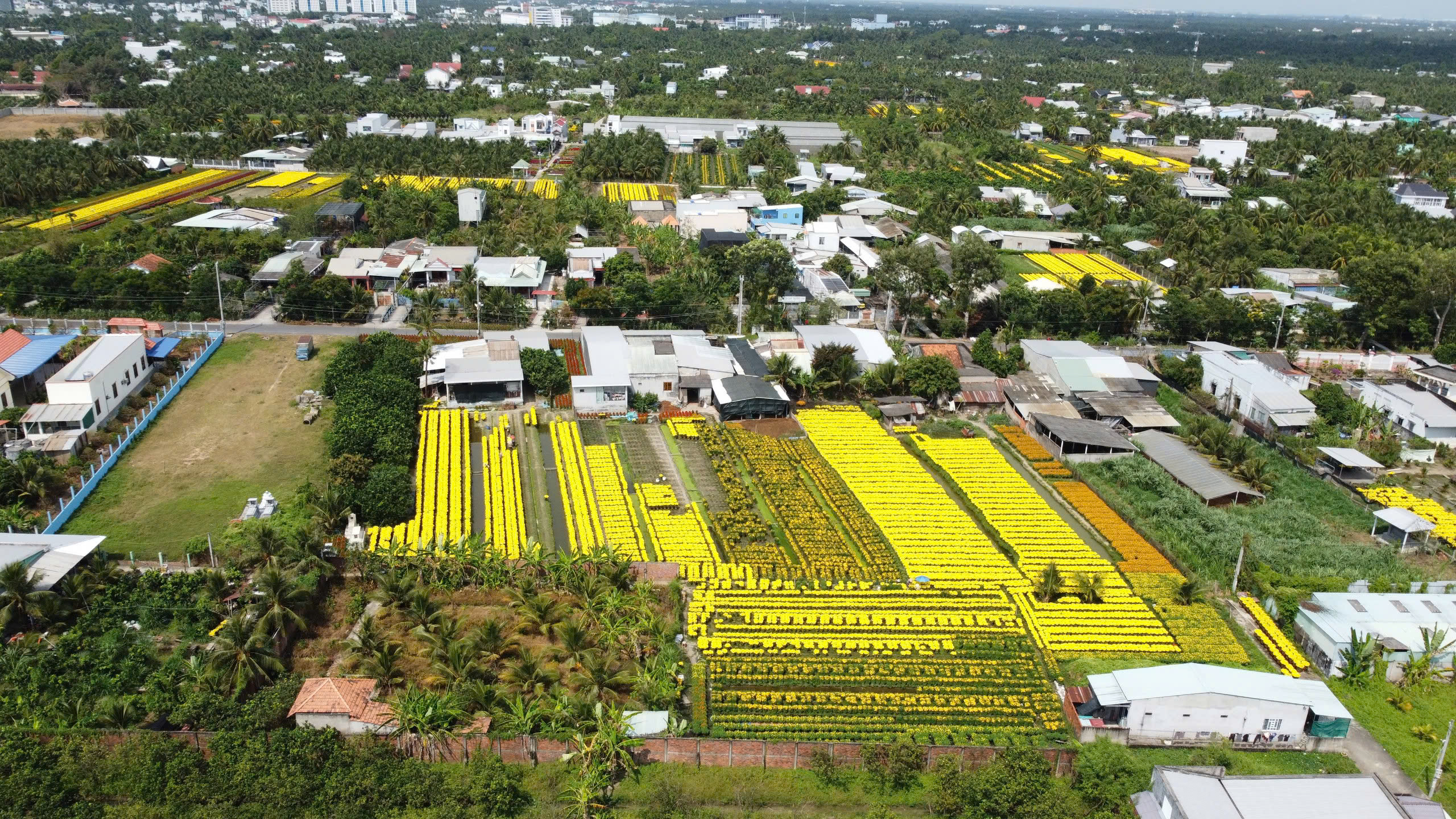 Hoa tết xuống phố - Ảnh 2.