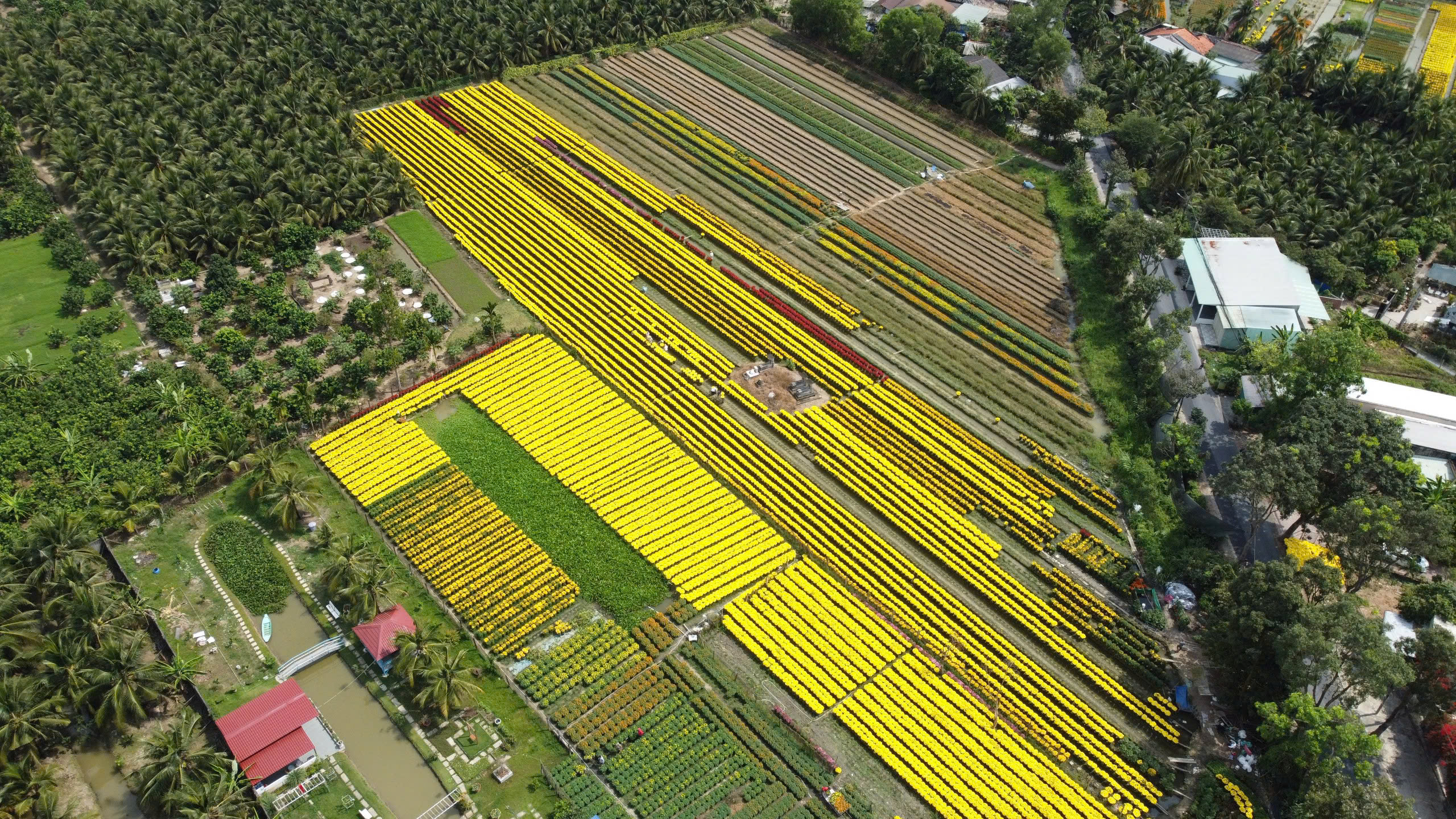 Hoa tết xuống phố - Ảnh 1.