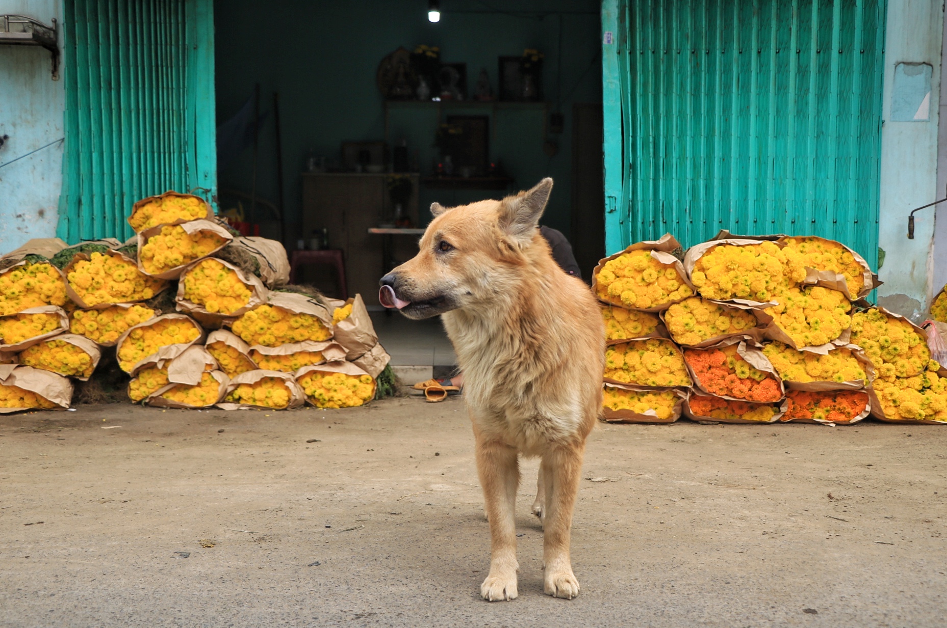 Chợ hoa lớn nhất TP.HCM chiều 23 th&aacute;ng chạp: C&uacute;c vạn thọ 'xả h&agrave;ng', đại hạ gi&aacute; - Ảnh 8.