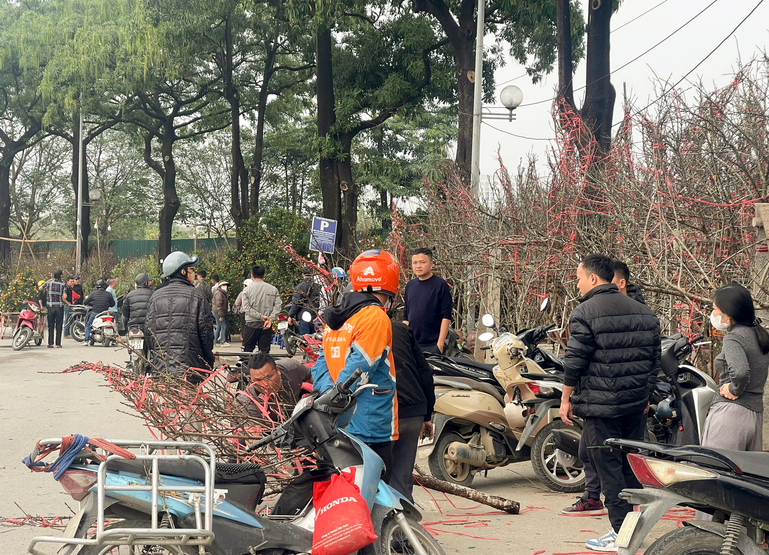 Cận cảnh 'cụ đ&agrave;o' 100 tuổi gi&aacute; hơn 100 triệu, chủ vườn 'n&oacute;i kh&ocirc;ng' với mặc cả- Ảnh 1.